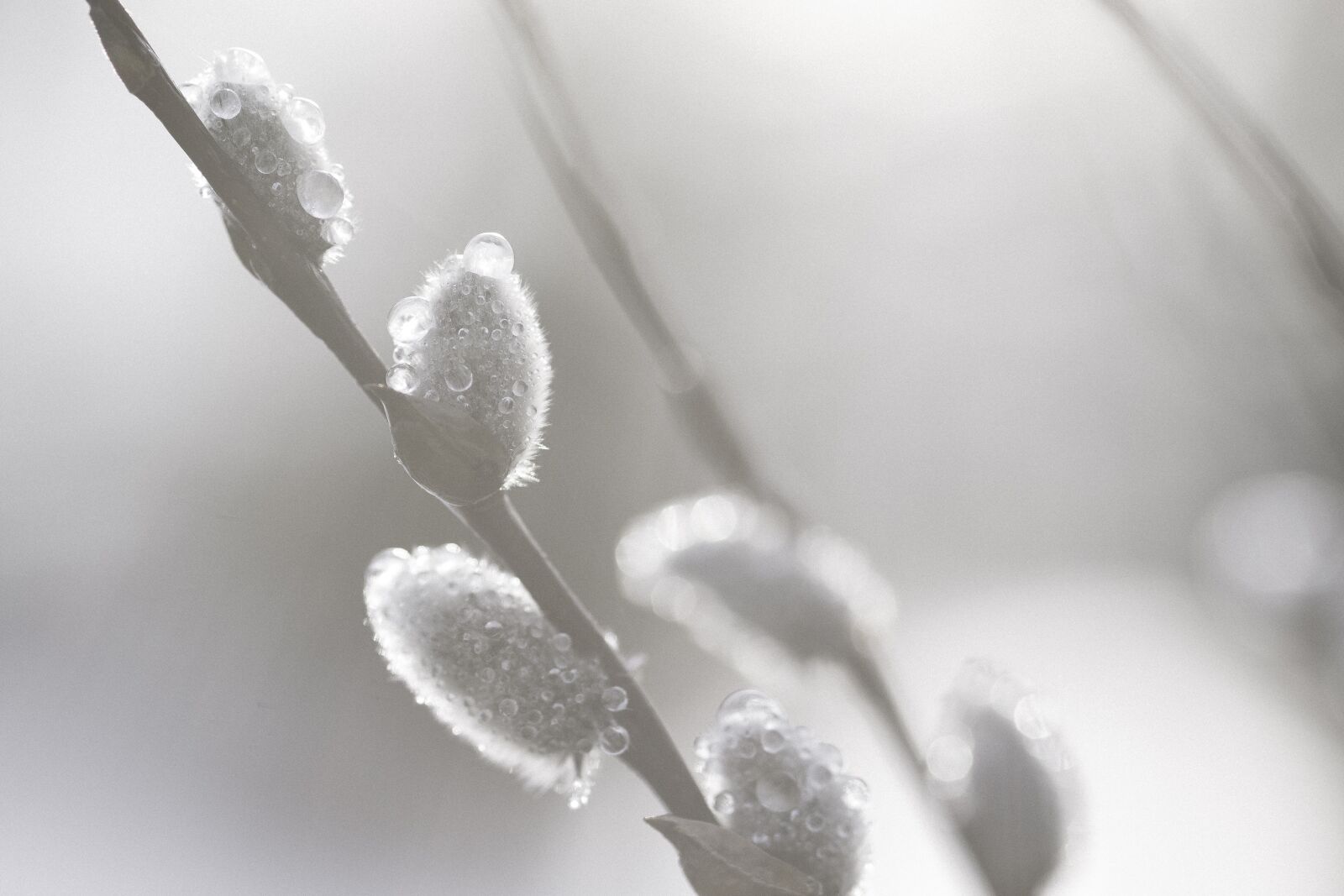 Canon EOS 70D sample photo. Willow, spring, easter photography