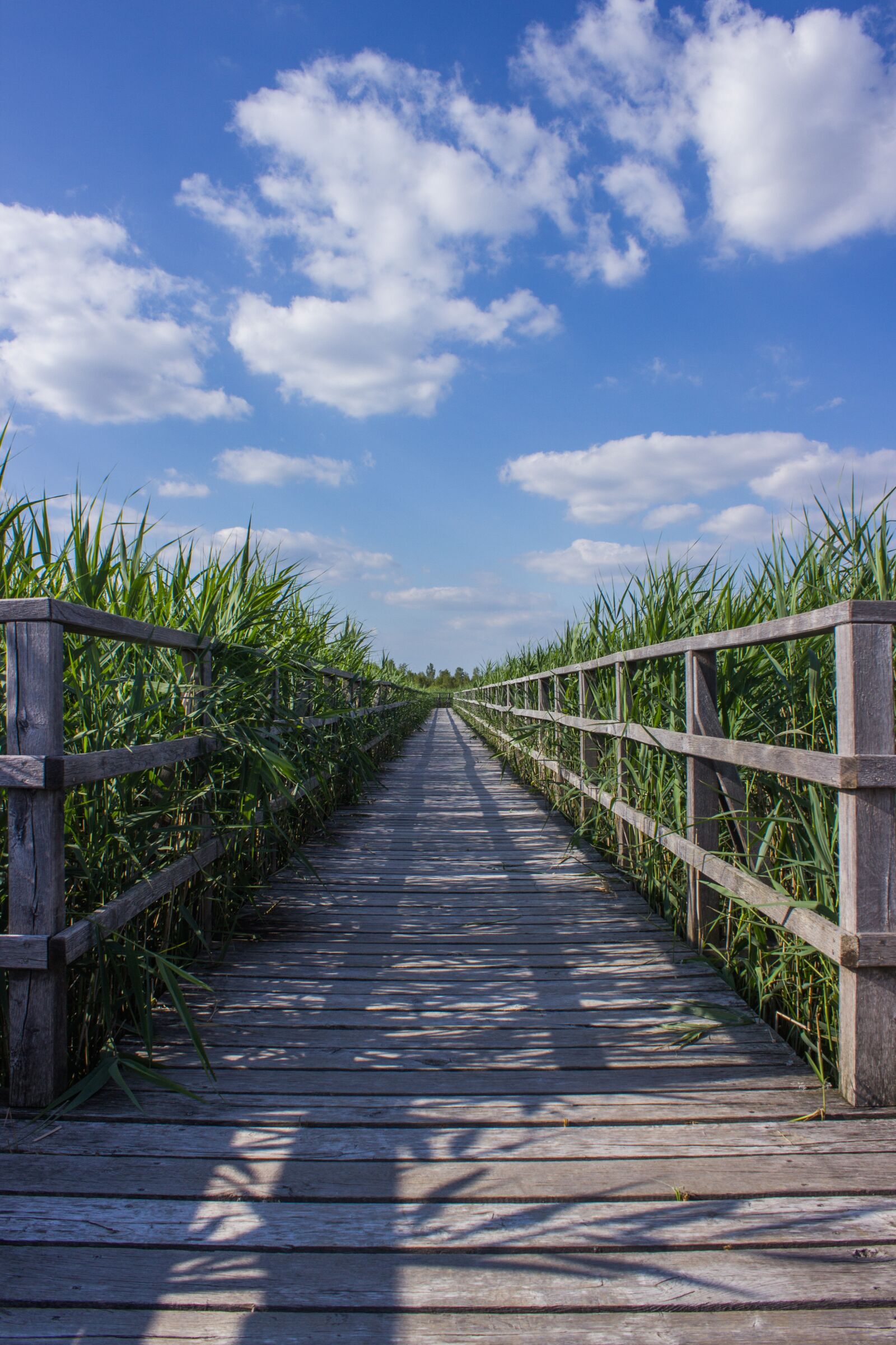 Canon EOS 600D (Rebel EOS T3i / EOS Kiss X5) sample photo. Web, boardwalk, reed photography