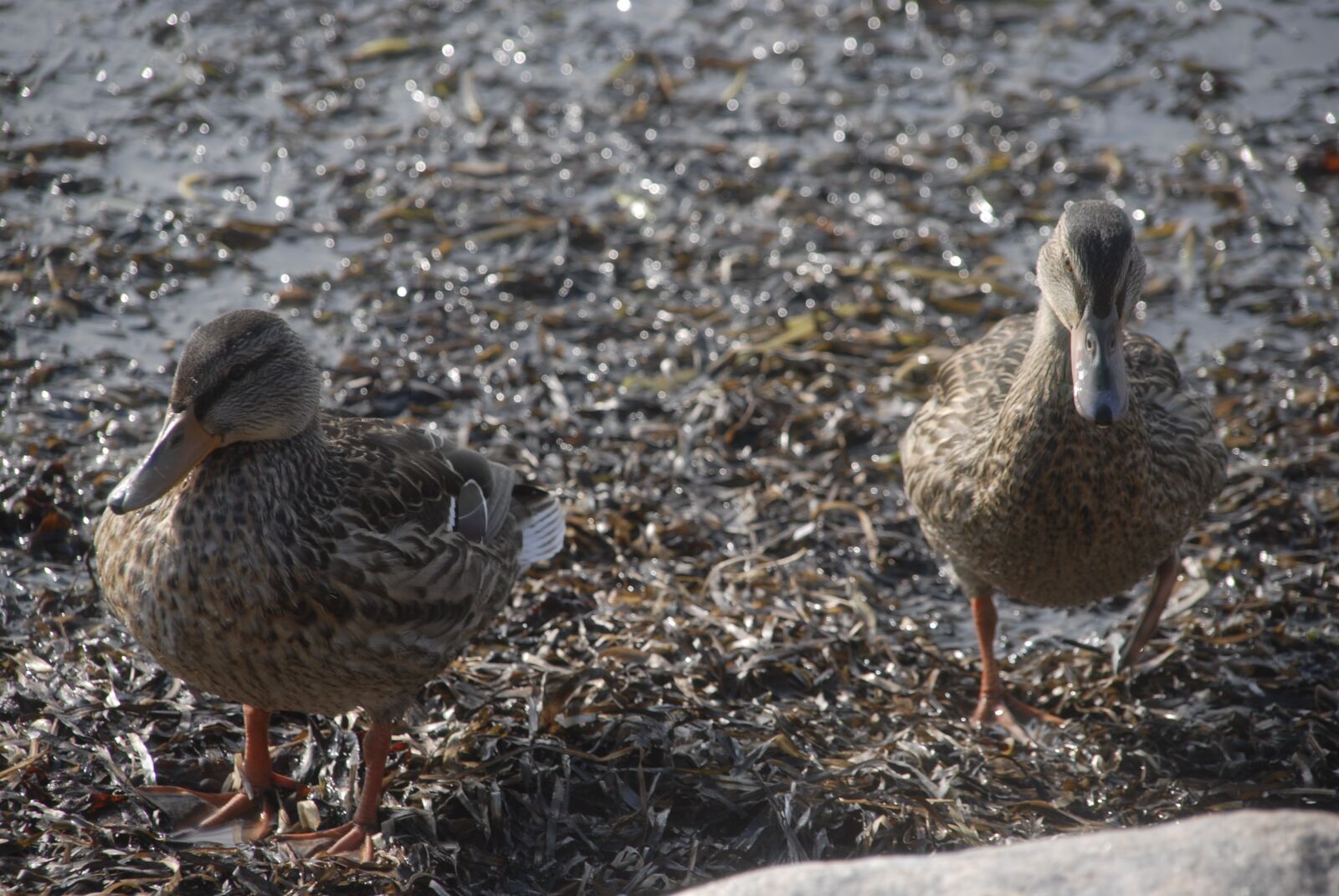 Nikon D200 sample photo. Ducks, stones, beach photography