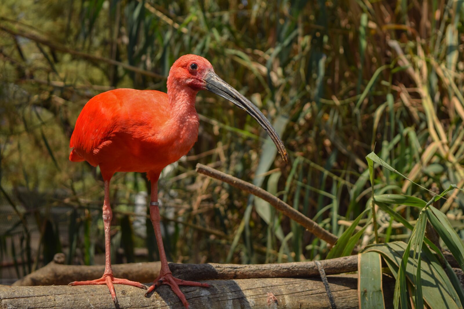 Nikon D3300 sample photo. Bird, ave, nature photography