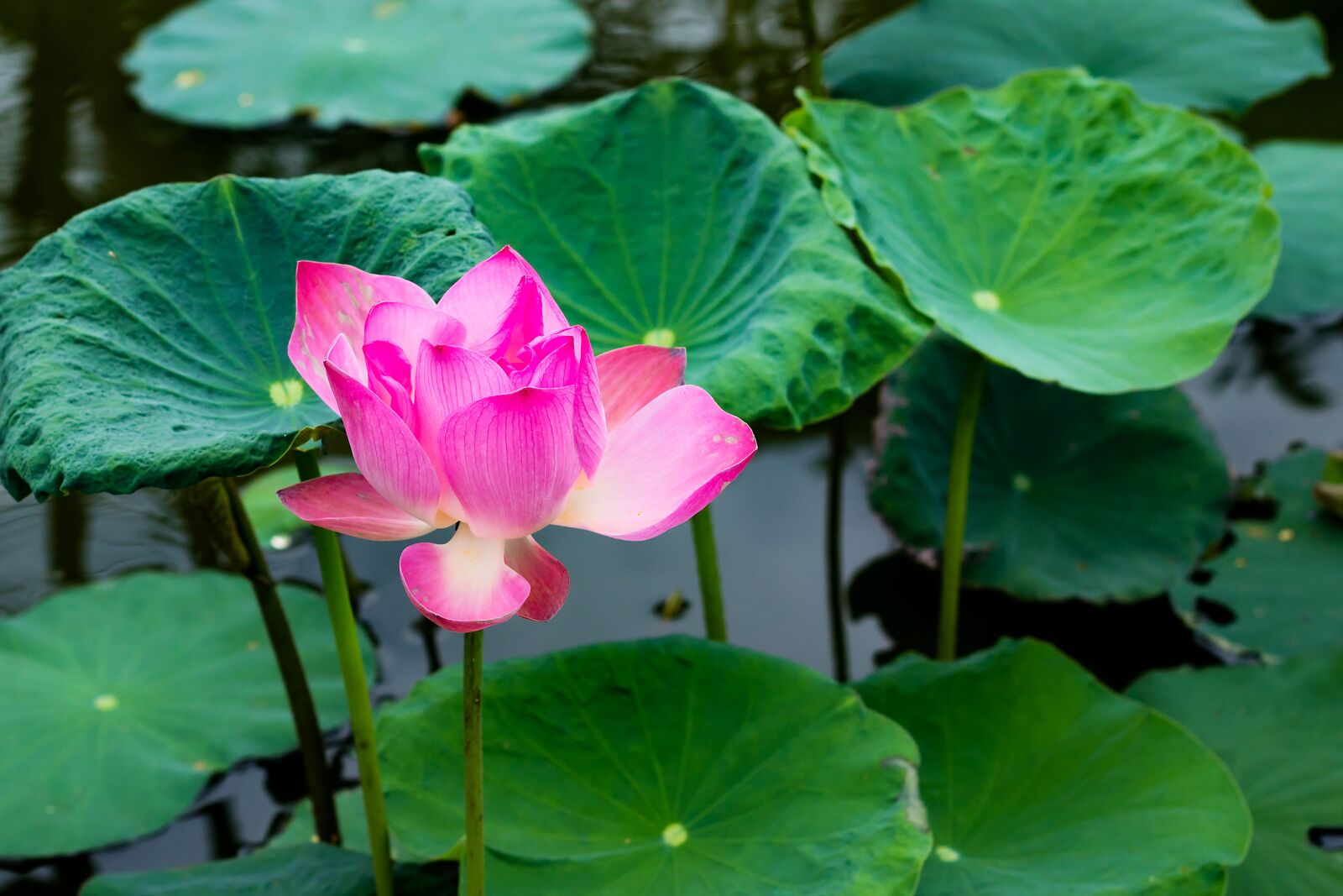 Canon EOS 700D (EOS Rebel T5i / EOS Kiss X7i) + Canon EF 50mm F1.8 II sample photo. Flower, lotus, throat photography