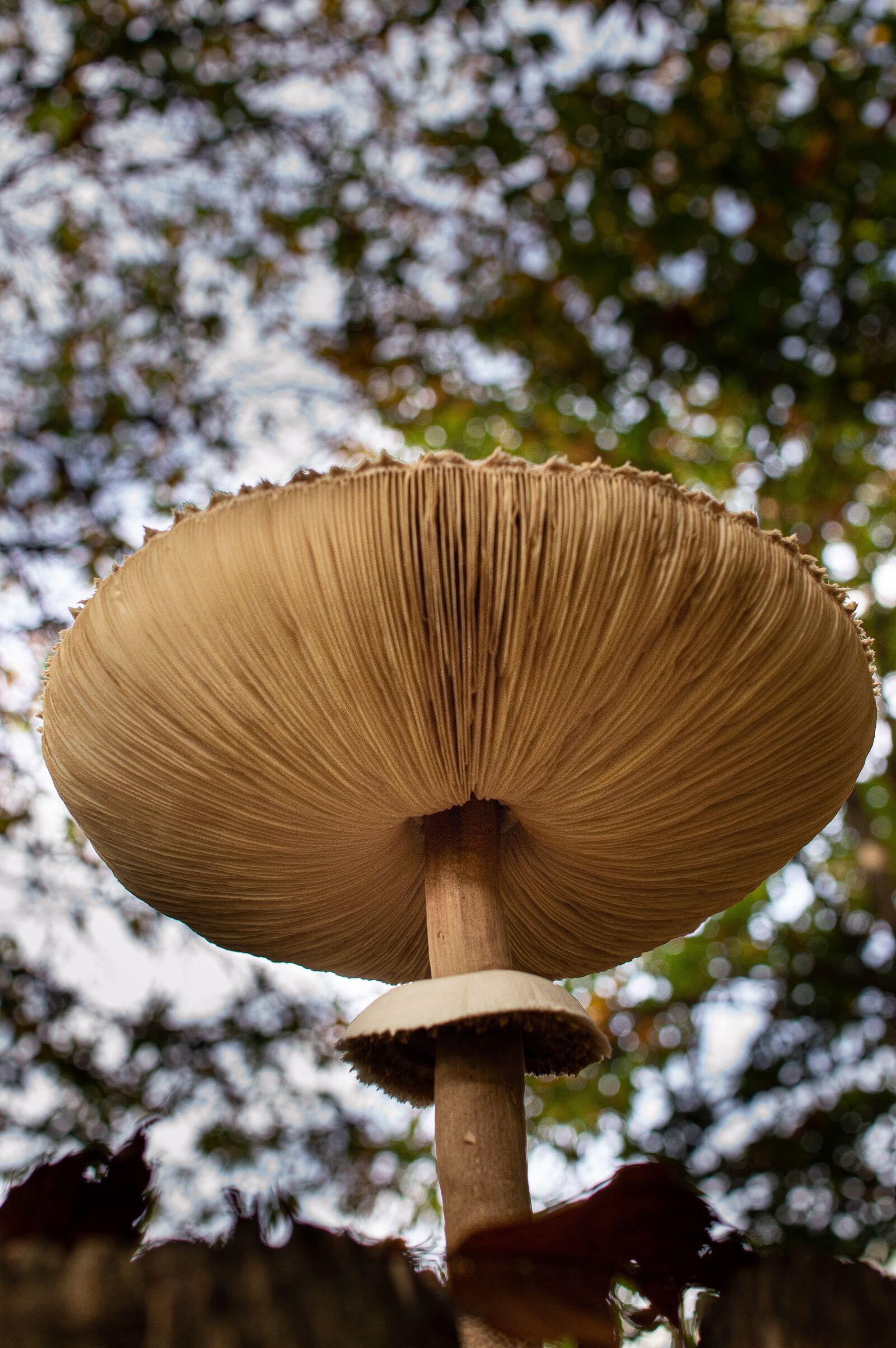 Nikon D3200 sample photo. Mushrooms, drum stick, forest photography