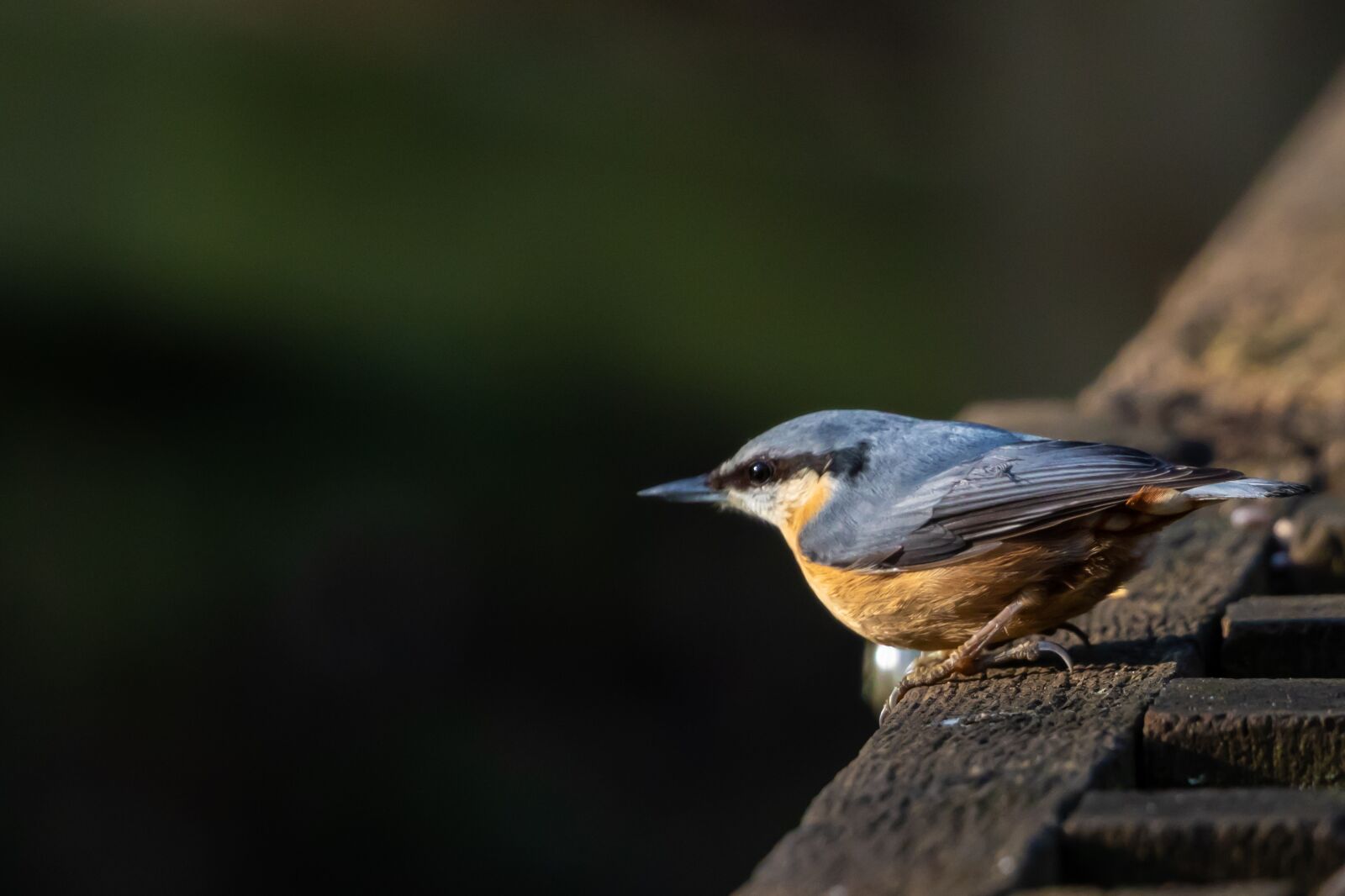 Canon EOS 7D Mark II sample photo. Nuthatch, blue, tree bird photography