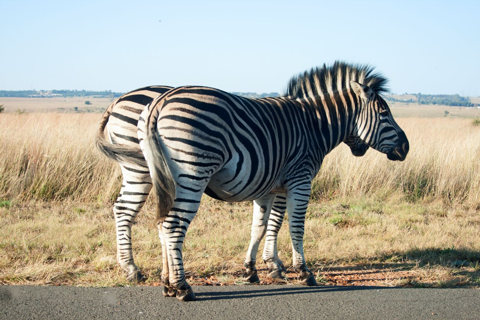 Canon EF-S 18-55mm F3.5-5.6 II sample photo. Zebra, animal, mammal photography