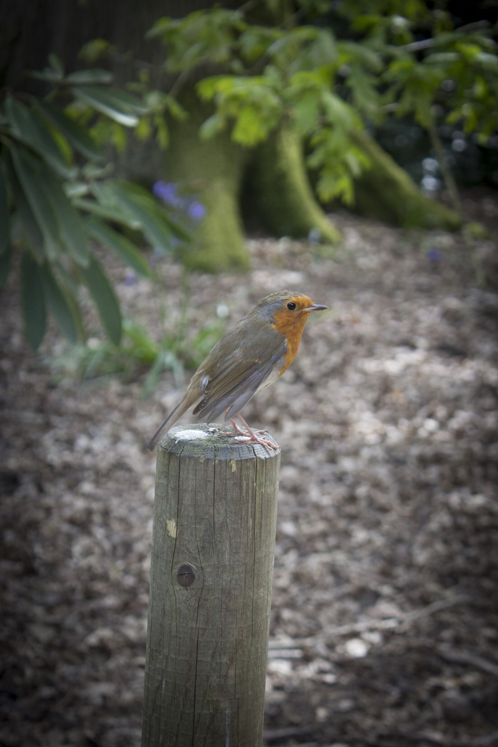 Canon EOS 600D (Rebel EOS T3i / EOS Kiss X5) sample photo. Robin, post, bird photography