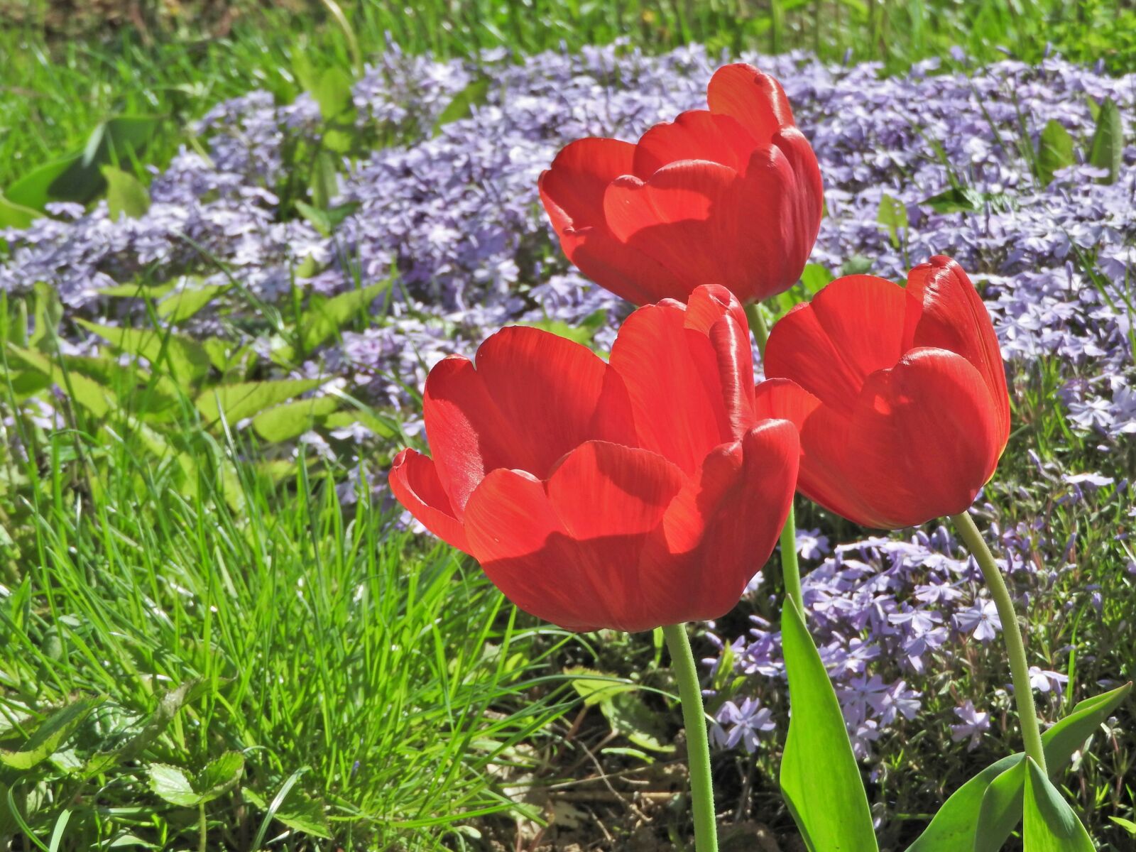 Nikon Coolpix P610 sample photo. Spring, tulips, flowers photography