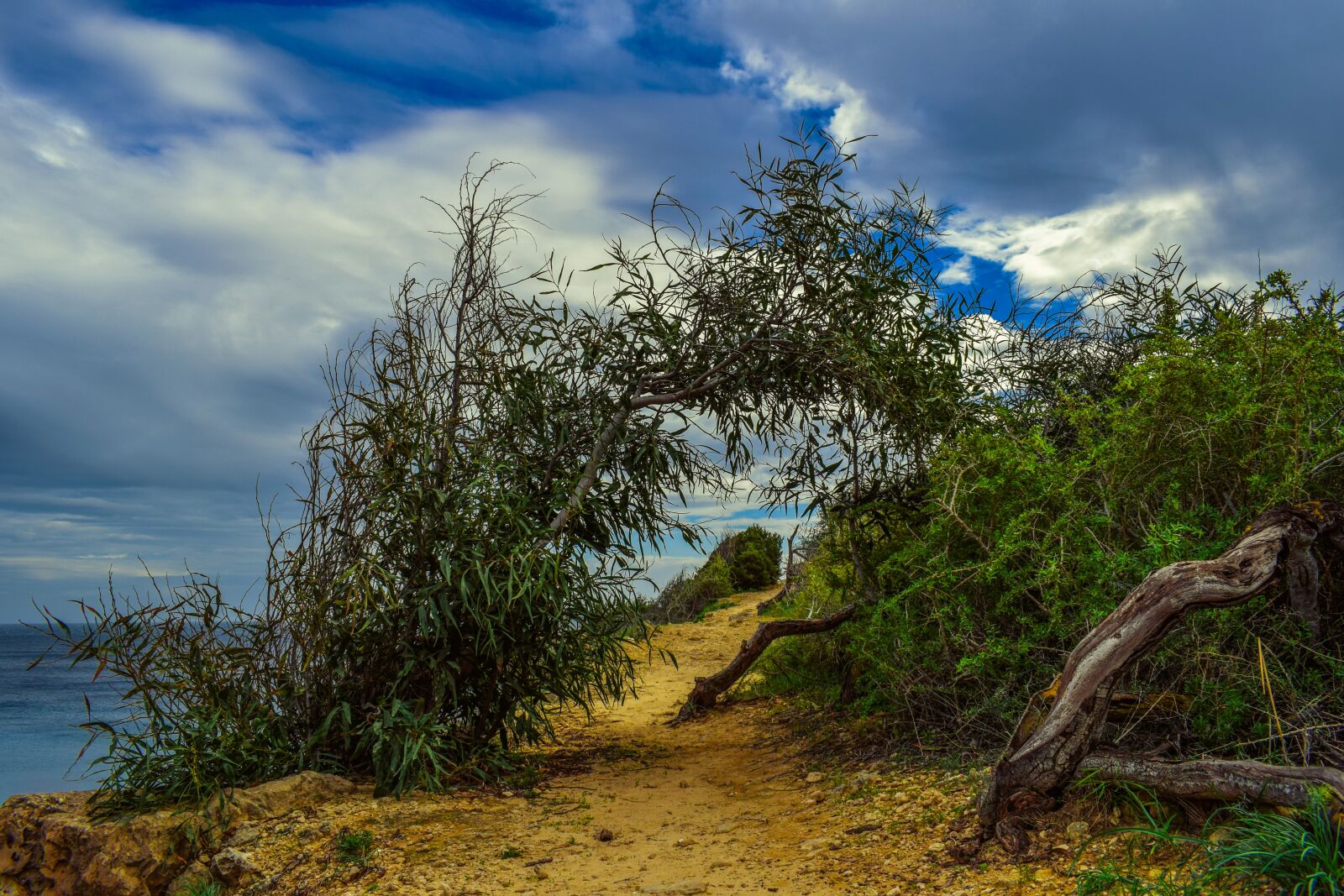 Nikon D3300 sample photo. Path, nature, trees photography