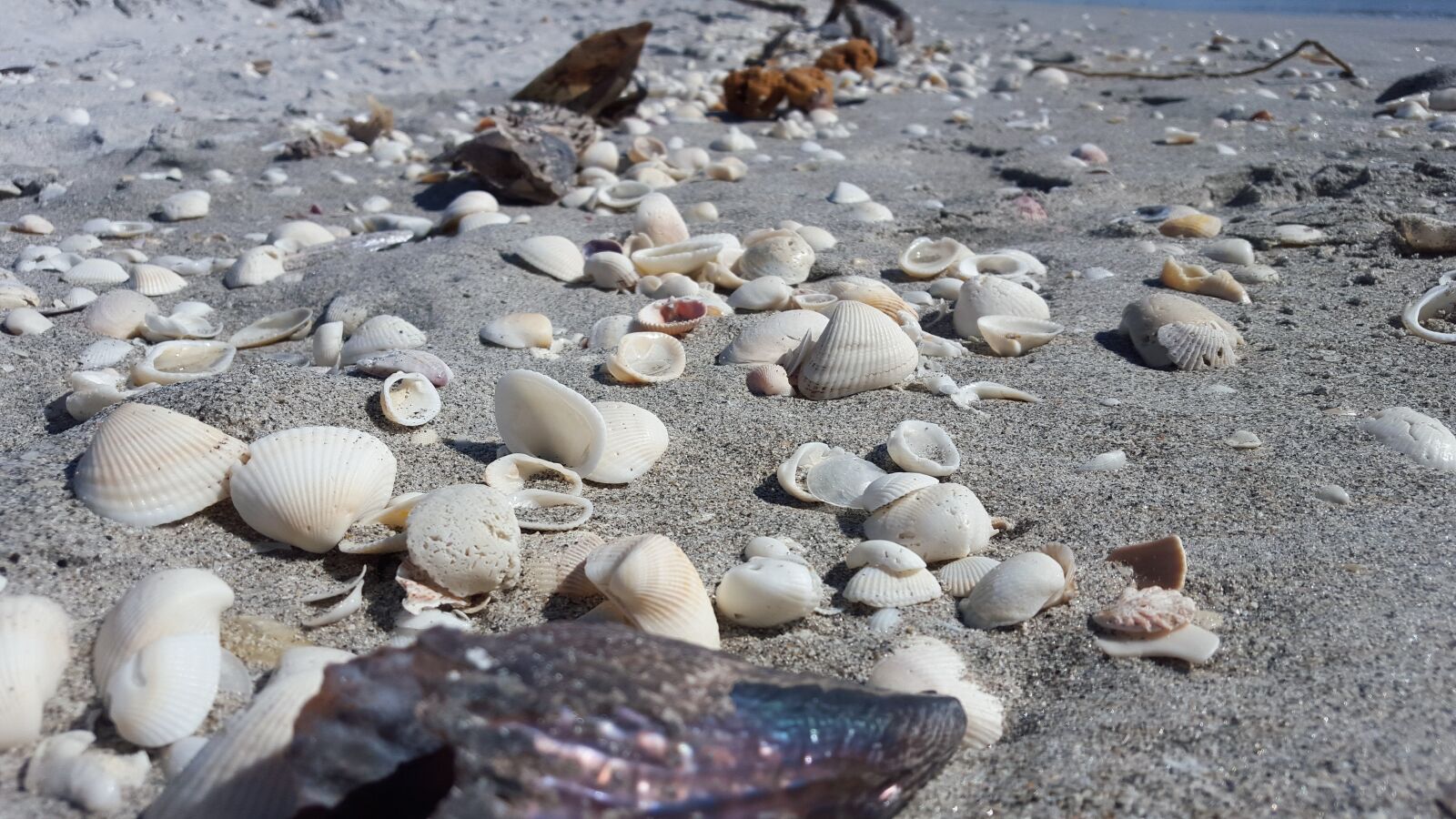 Samsung Galaxy S6 sample photo. Sea, oysters, mussels photography