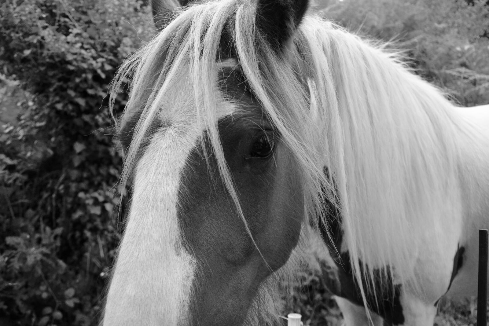 Nikon D5200 sample photo. Horse, photo black white photography