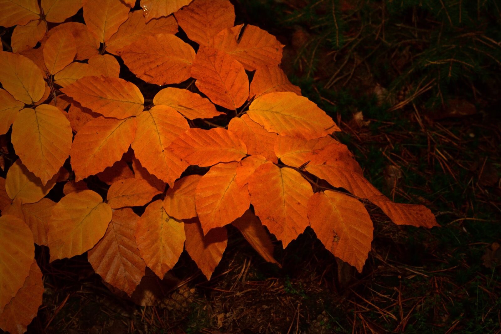 Nikon D5200 sample photo. Forest, nature, foliage photography