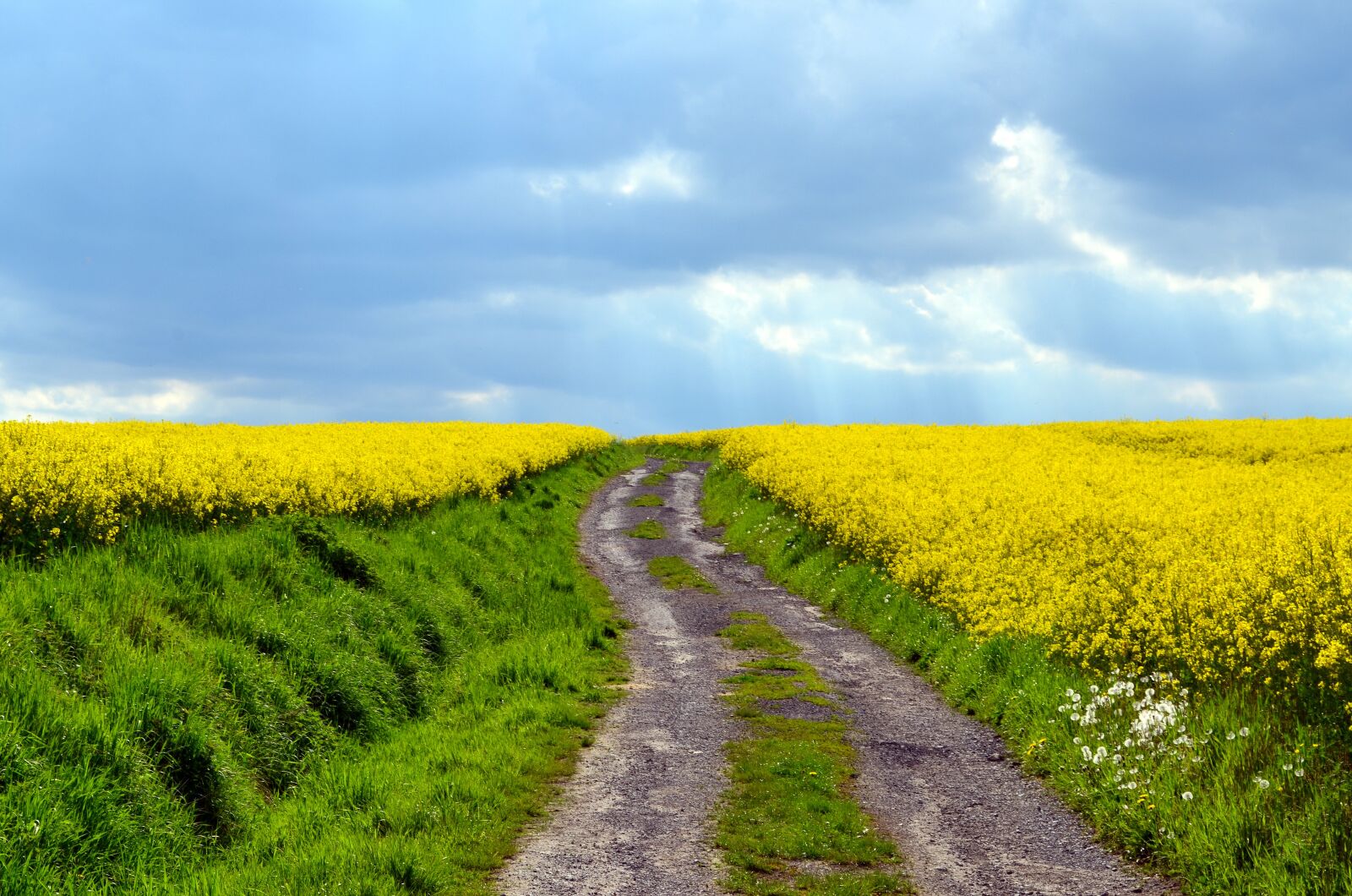 Nikon D5100 sample photo. Field of rapeseeds, lane photography