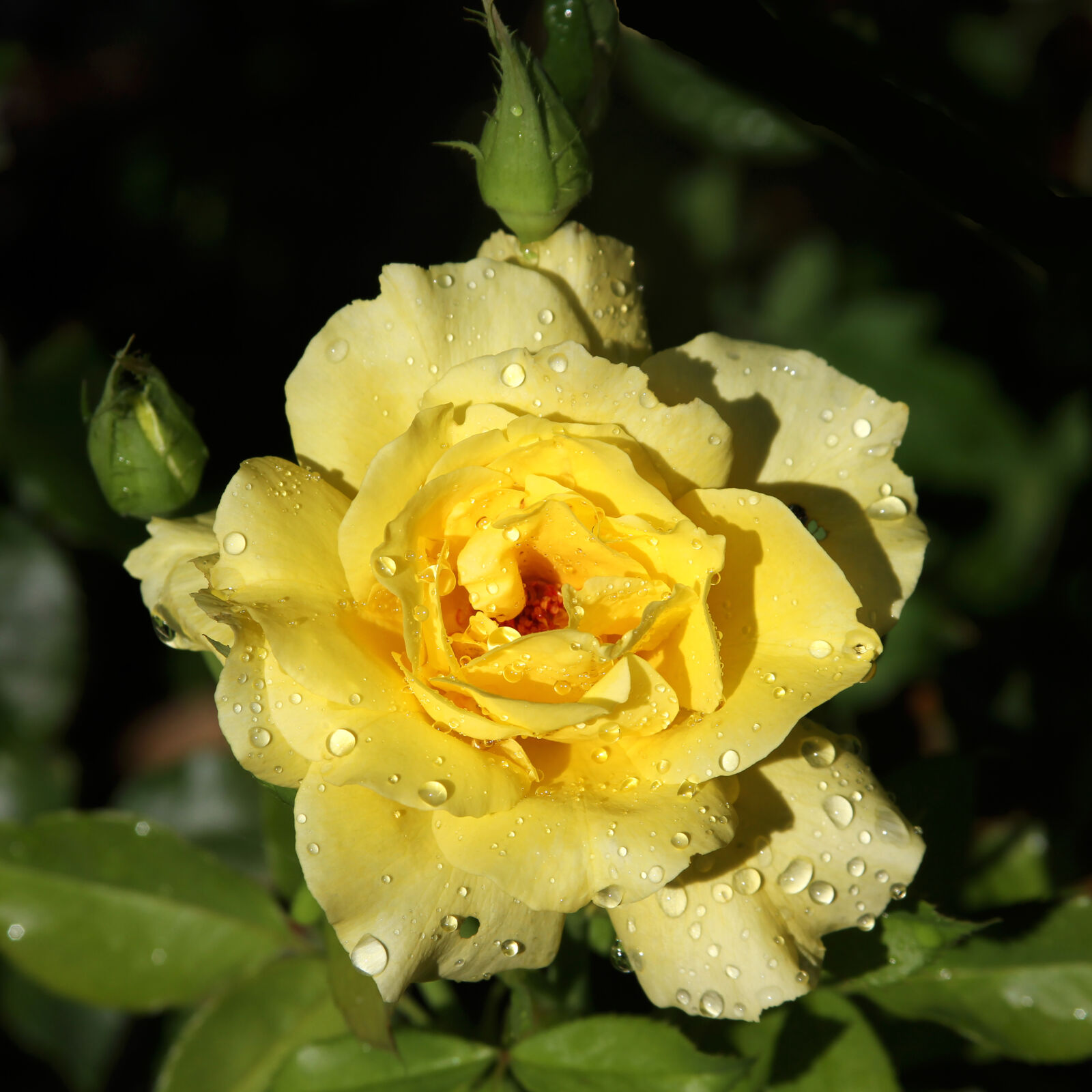 Canon EF 28-135mm F3.5-5.6 IS USM sample photo. Rose photography