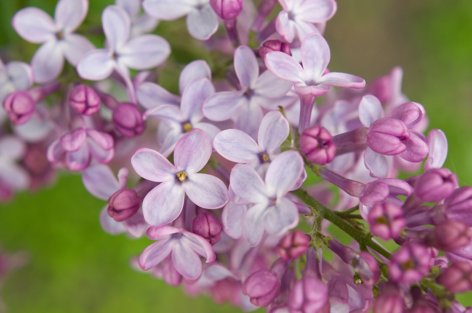 Nikon D7000 sample photo. Lilac, flower, pink photography
