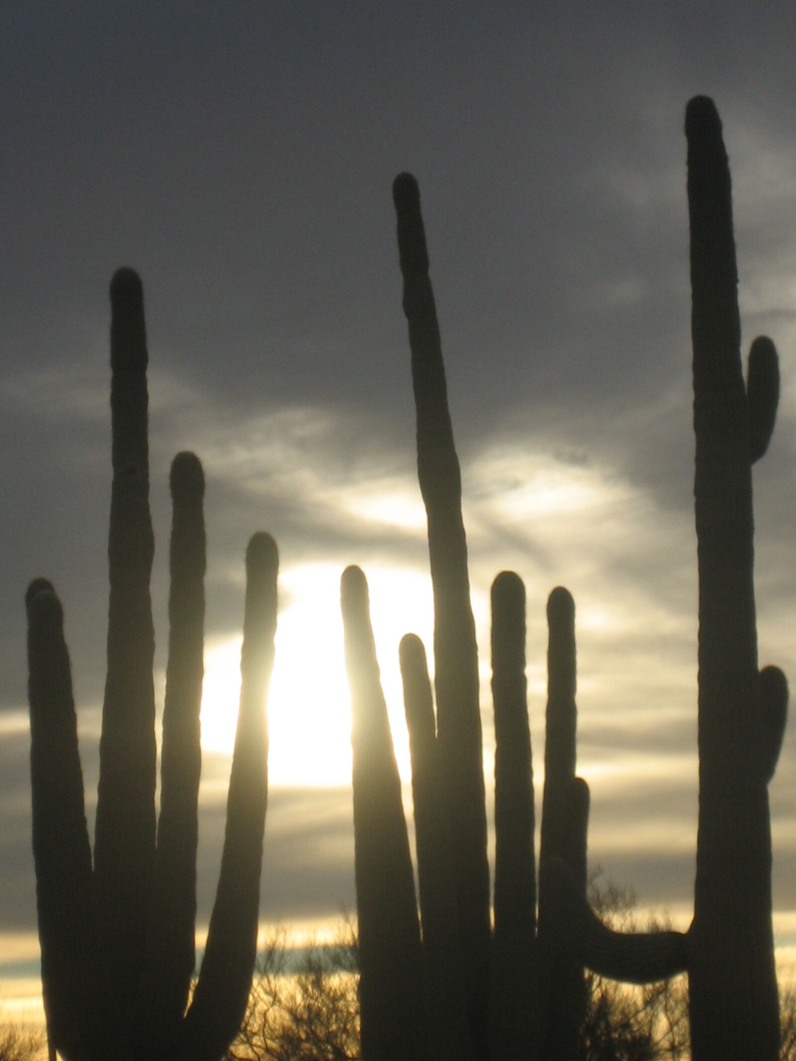 Canon POWERSHOT SD400 sample photo. Cactus, desert, desert, sunset photography