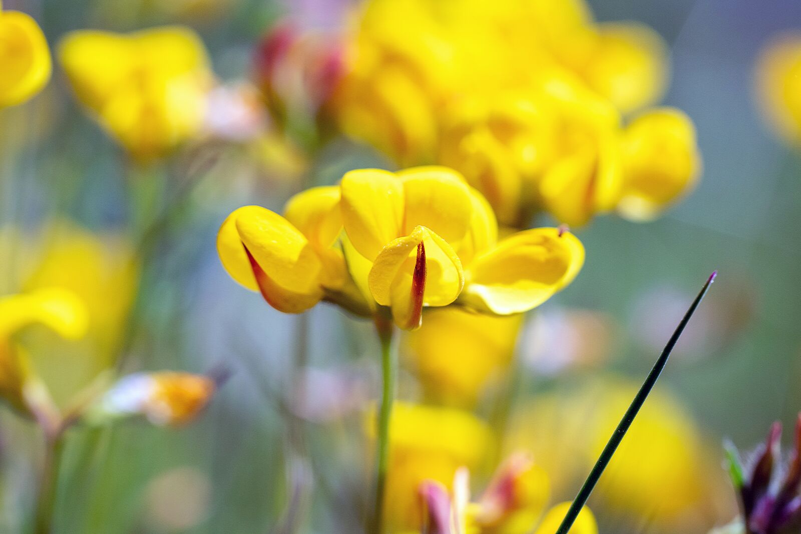 Tamron SP AF 60mm F2 Di II LD IF Macro sample photo. Nature, environment, flower photography