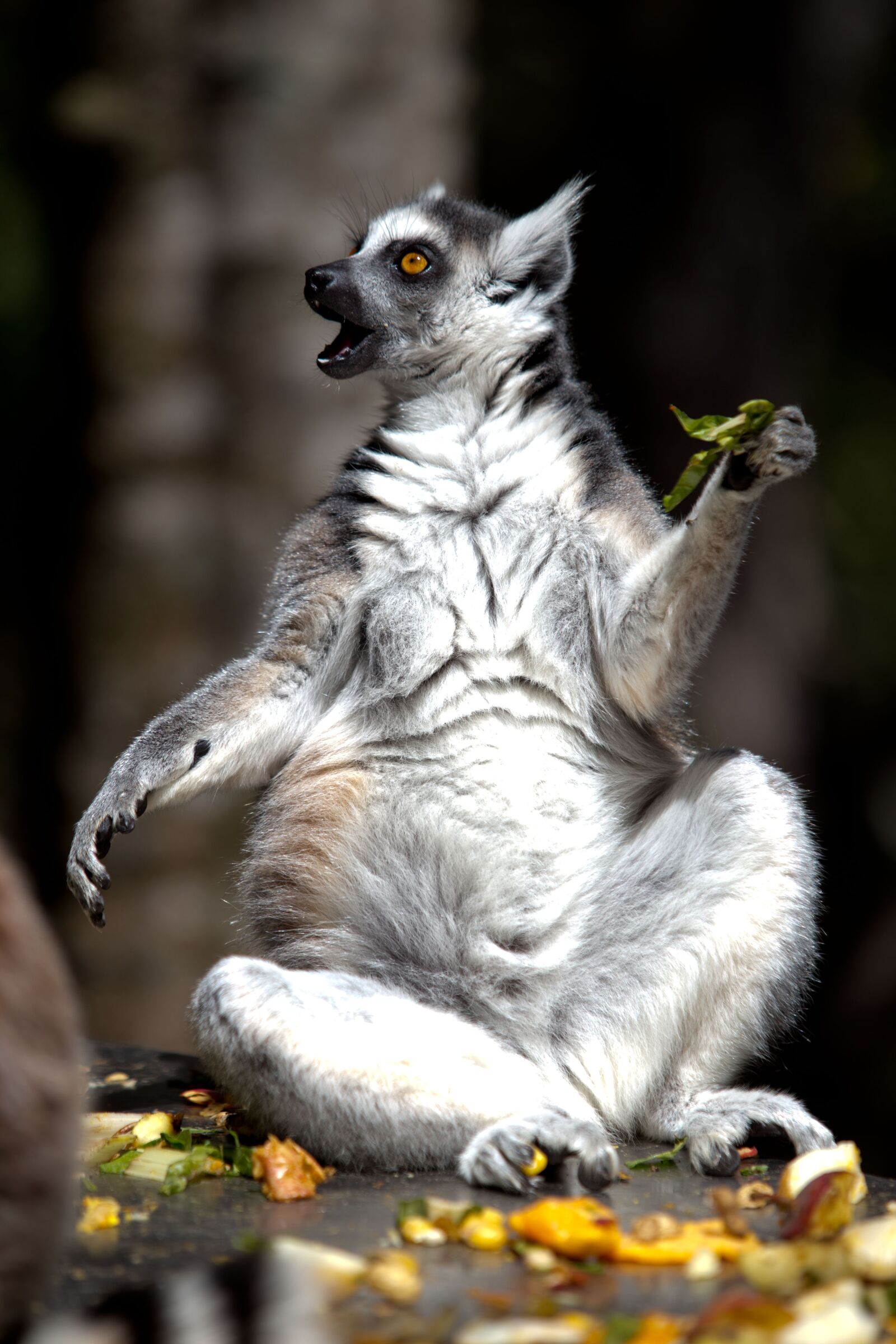 Canon EF 70-200mm F2.8L USM sample photo. Lemur, animal, monkey photography