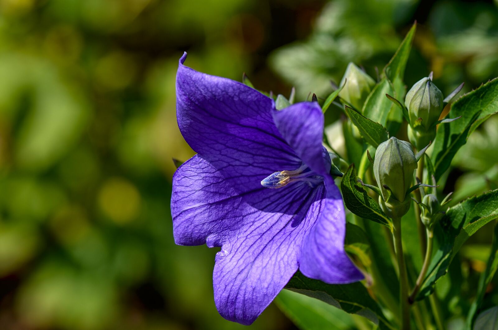 Nikon D7000 sample photo. Balloon flower, blue, blossom photography