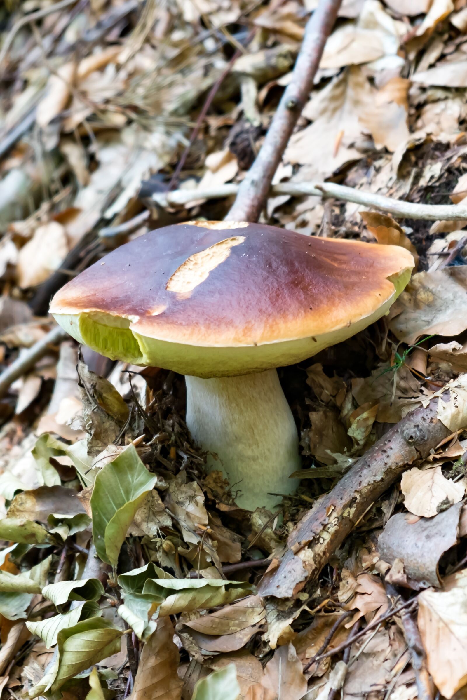 Fujifilm X-T10 sample photo. Boletus, mushrooms, noble photography