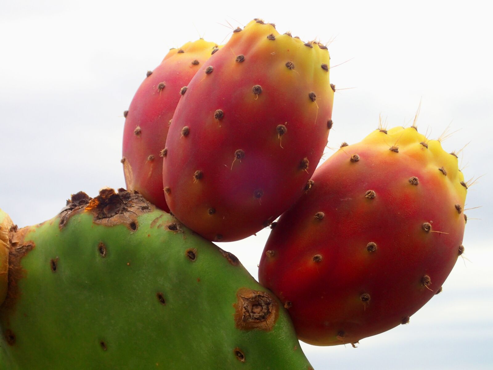 Olympus TG-4 sample photo. Cactus, farbenspiel, prickly photography