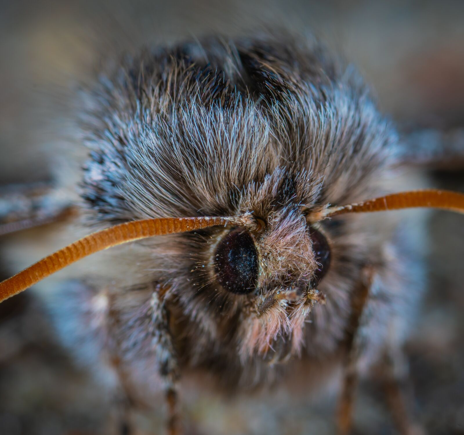 #124 65/2.8 sample photo. Moth, fur coat, macro photography