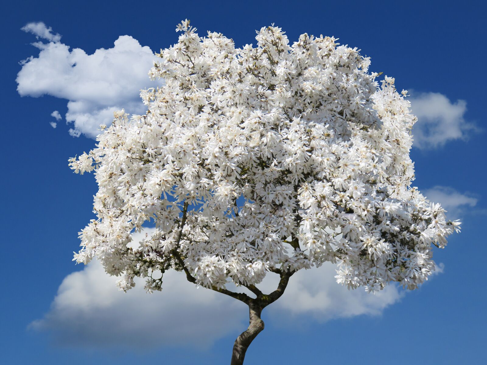 Canon PowerShot SX710 HS sample photo. Tree, magnolia, spring photography