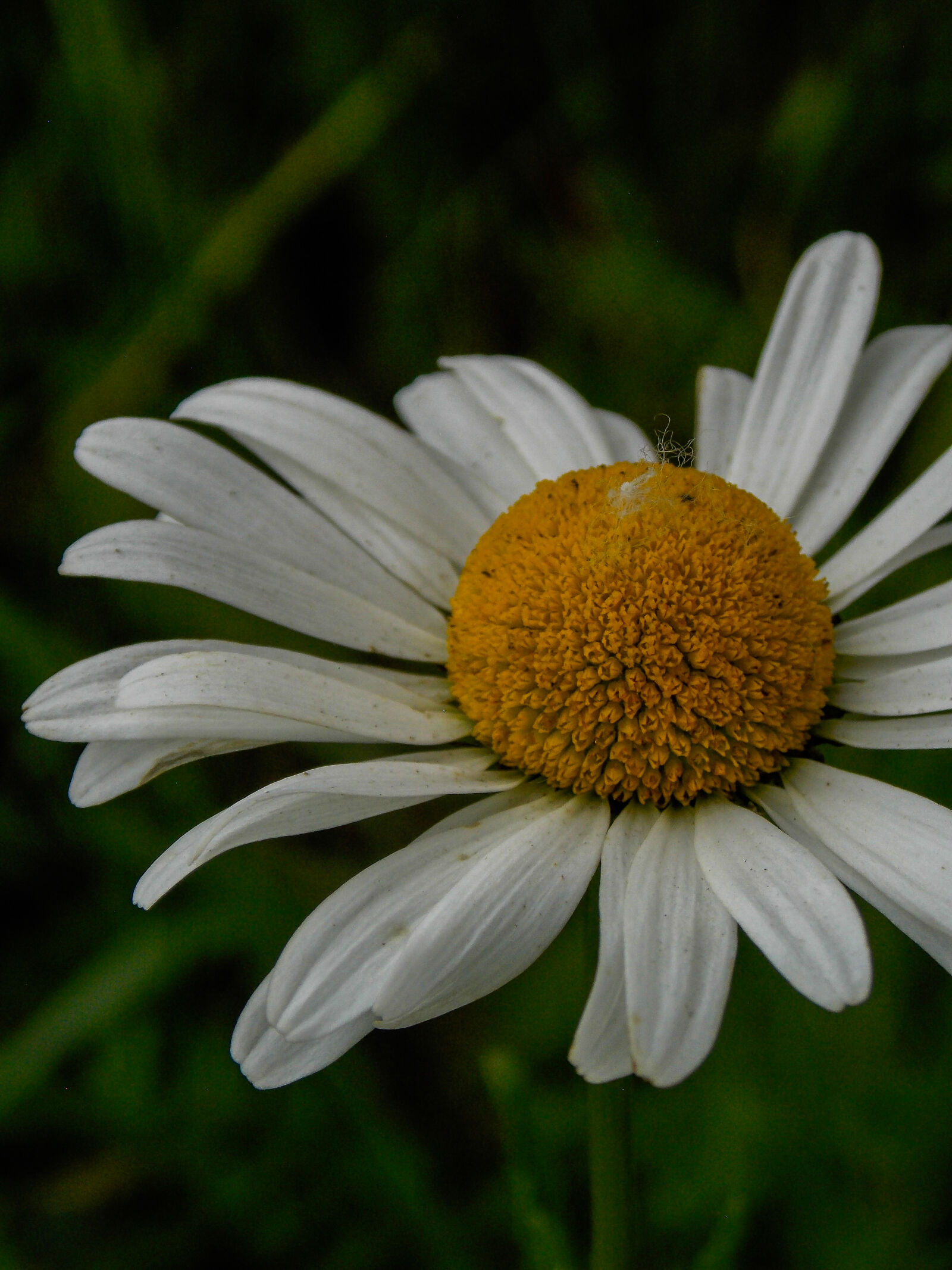 Nikon COOLPIX L320 sample photo