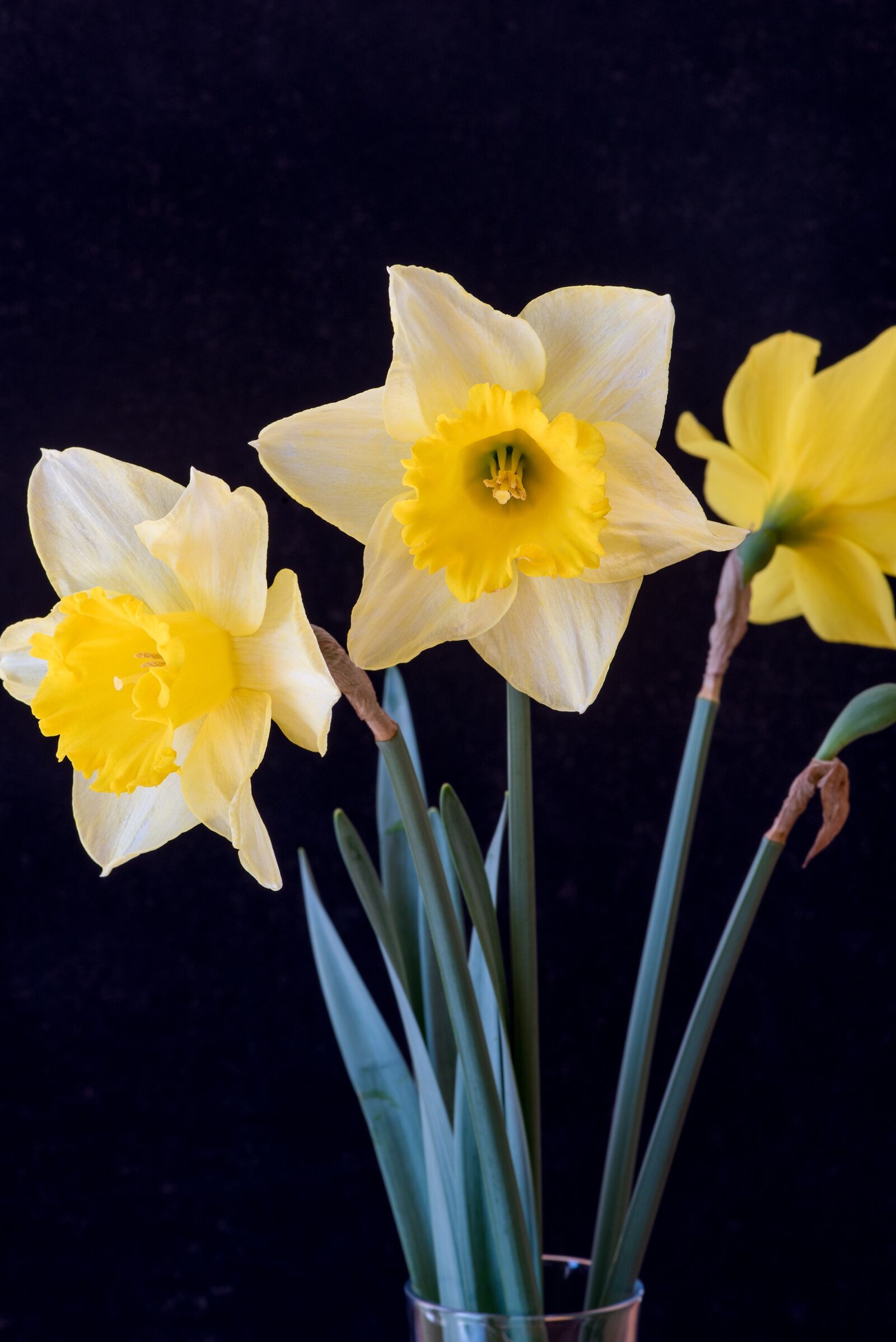 Nikon D750 sample photo. Daffodils, flowers, yellow photography