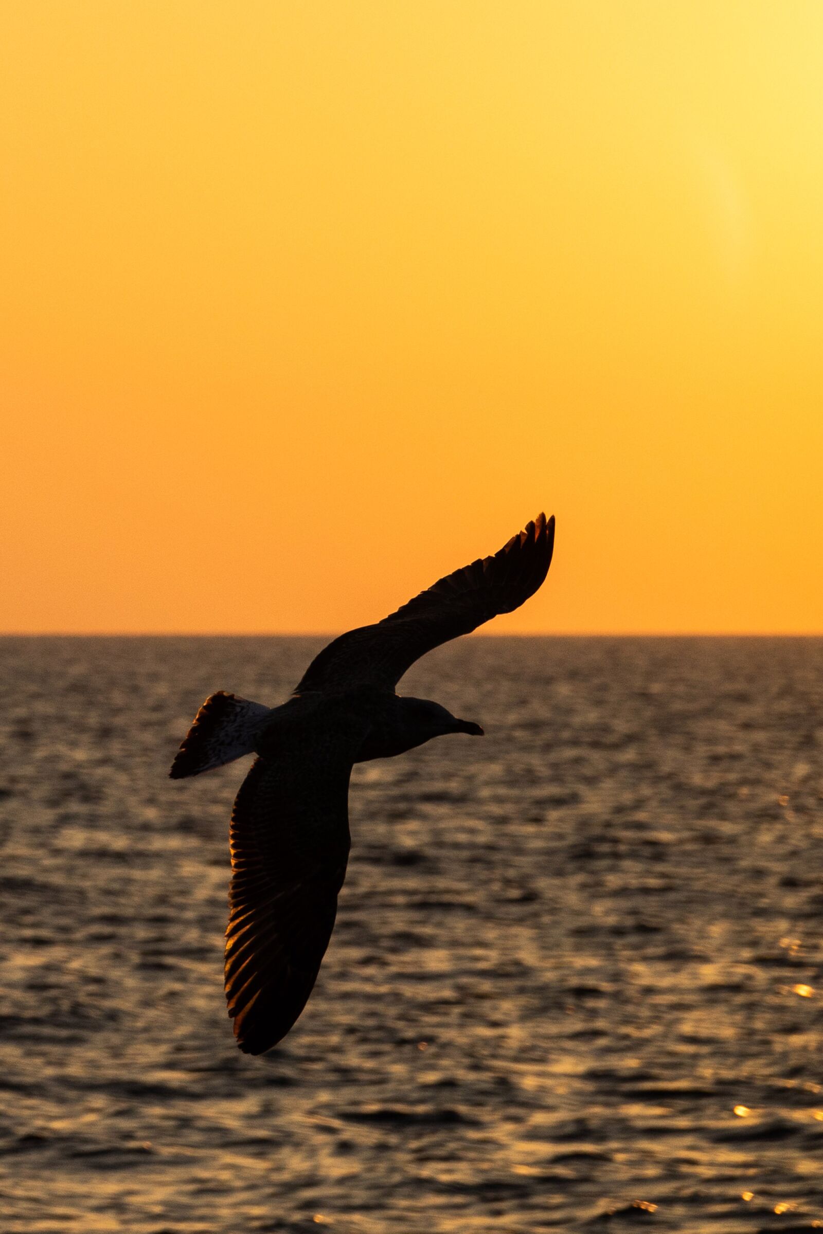 Sony Cyber-shot DSC-RX10 III sample photo. Seagull, backlighting, shadow photography