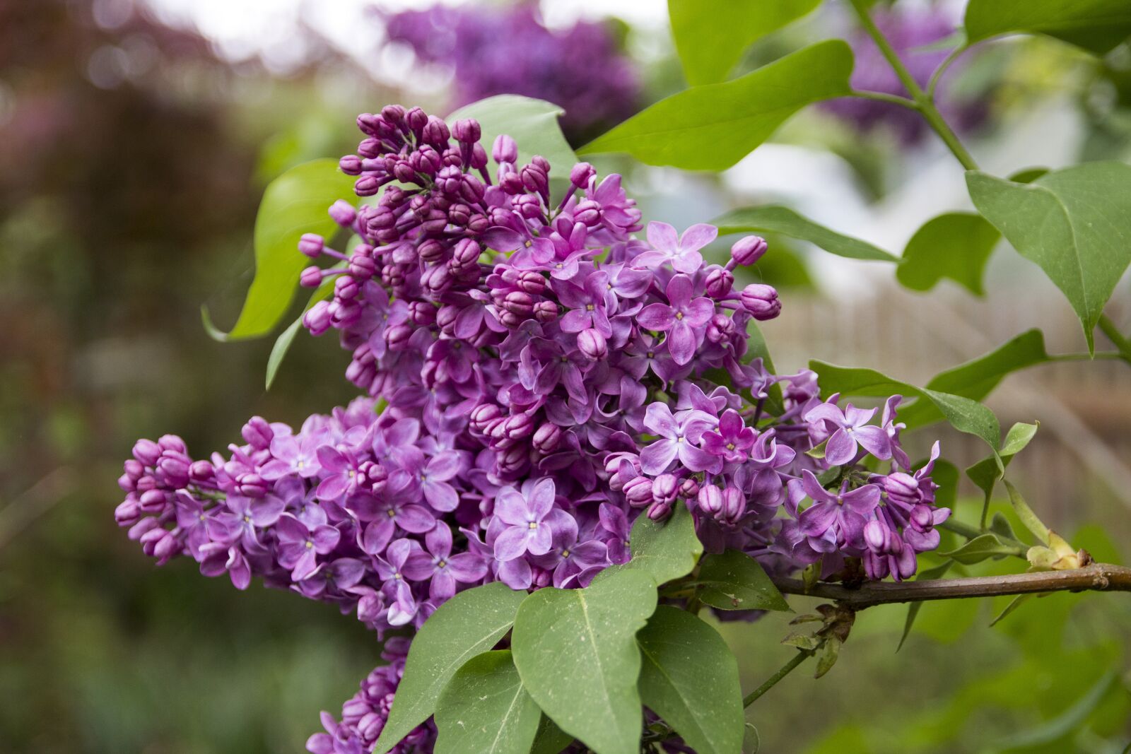 Canon EOS 600D (Rebel EOS T3i / EOS Kiss X5) sample photo. Lilac, bush, blossom photography