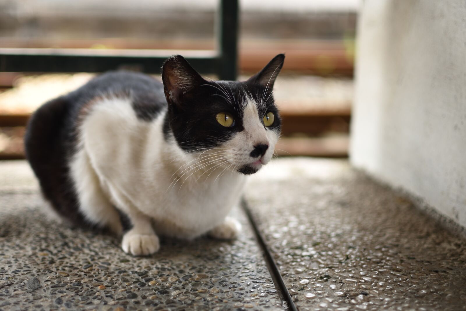 Nikon D750 sample photo. Cat, mammal, animal photography