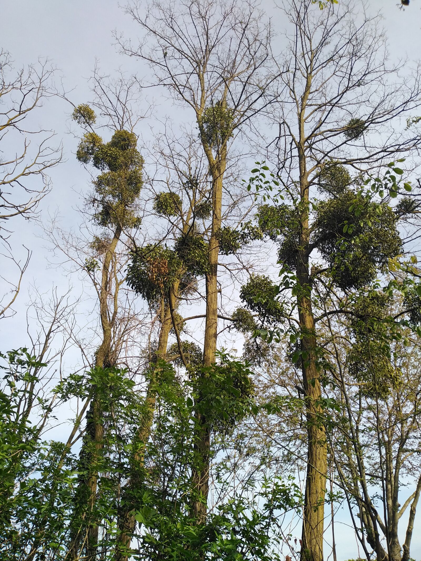 HUAWEI DUB-LX1 sample photo. Mistletoe, spring, tree photography