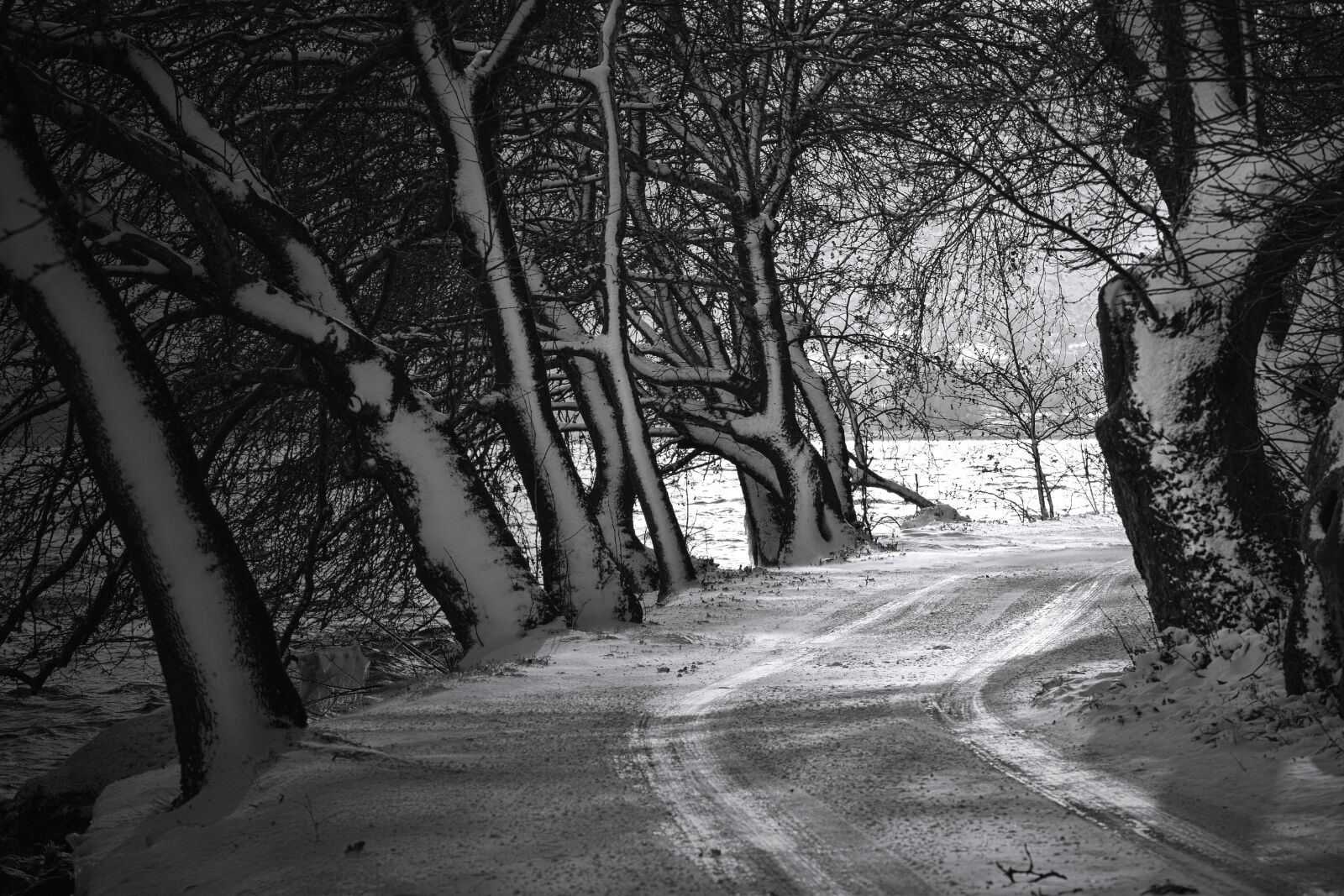 Nikon D5300 sample photo. Winter, snow, black white photography