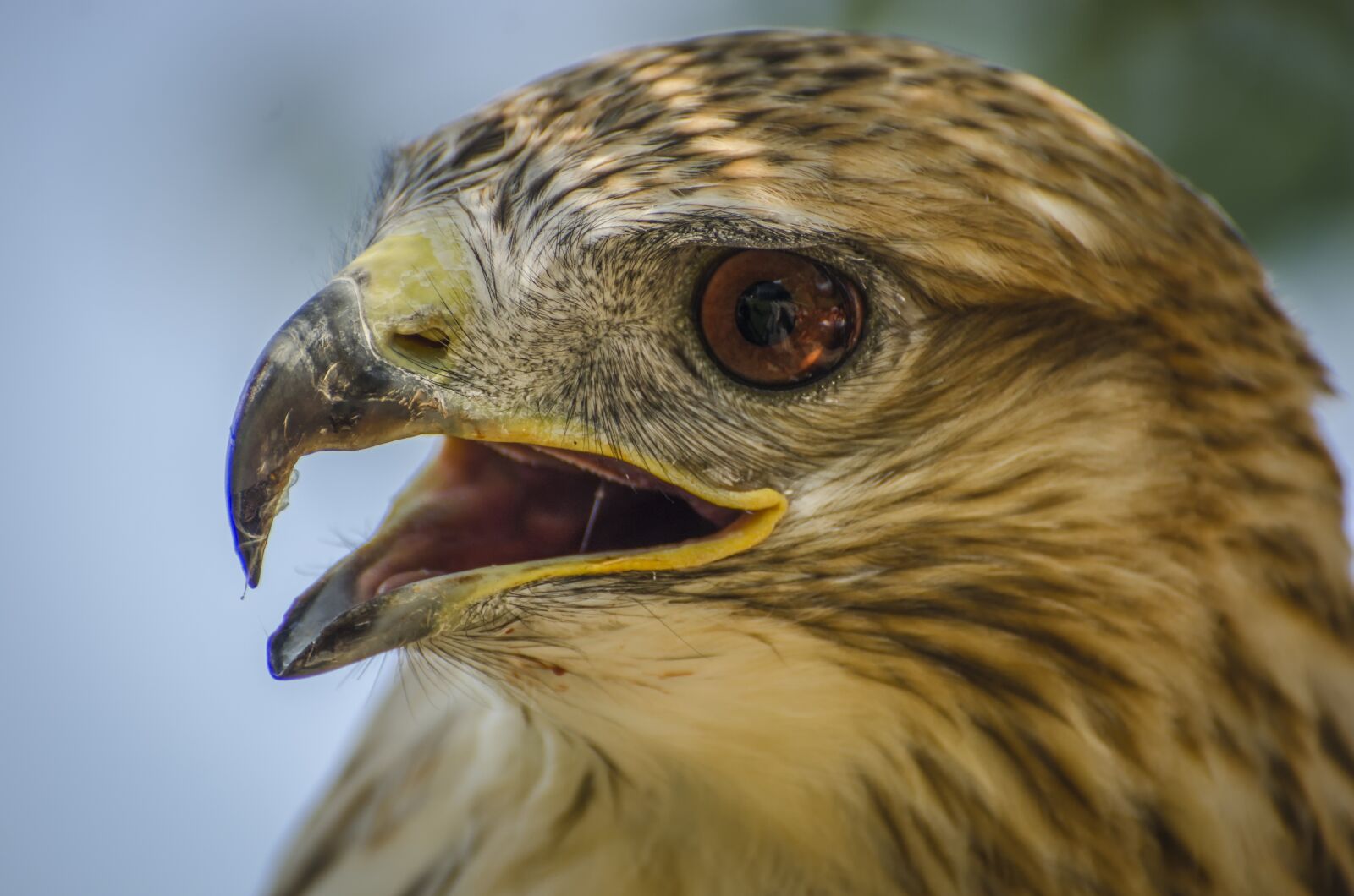 Nikon D7000 sample photo. Falcon, wildlife, bird photography