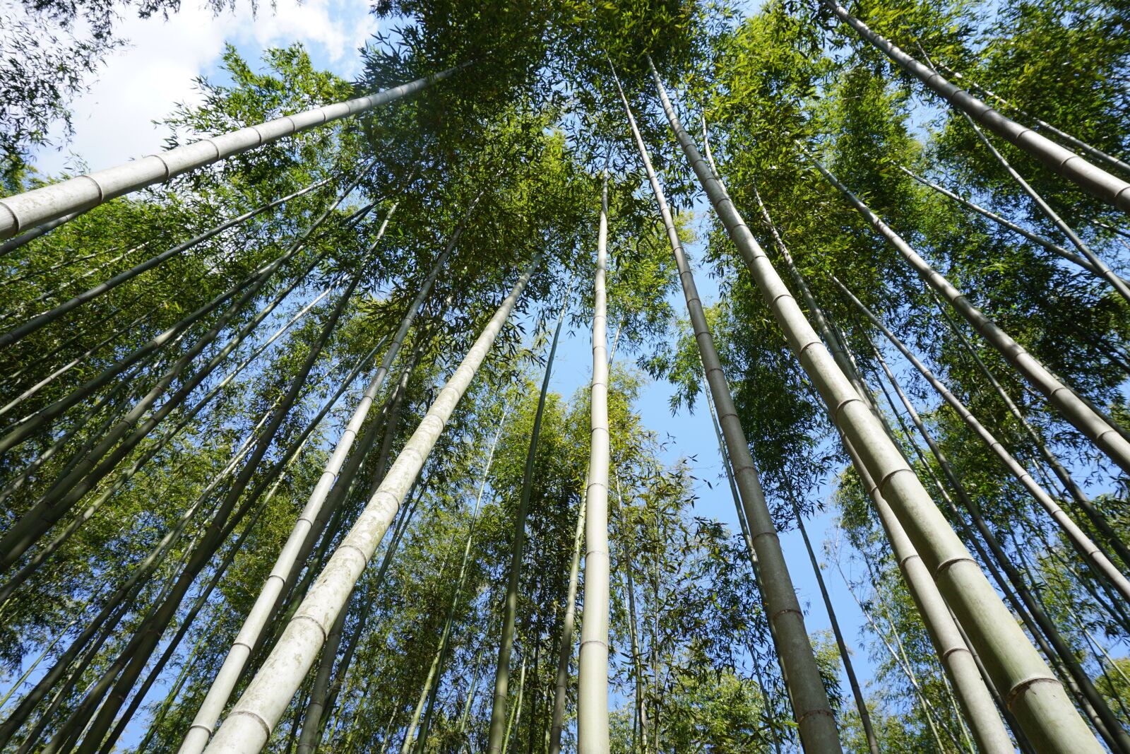 Sony E 16-50mm F3.5-5.6 PZ OSS sample photo. Bamboo, japan, forest photography