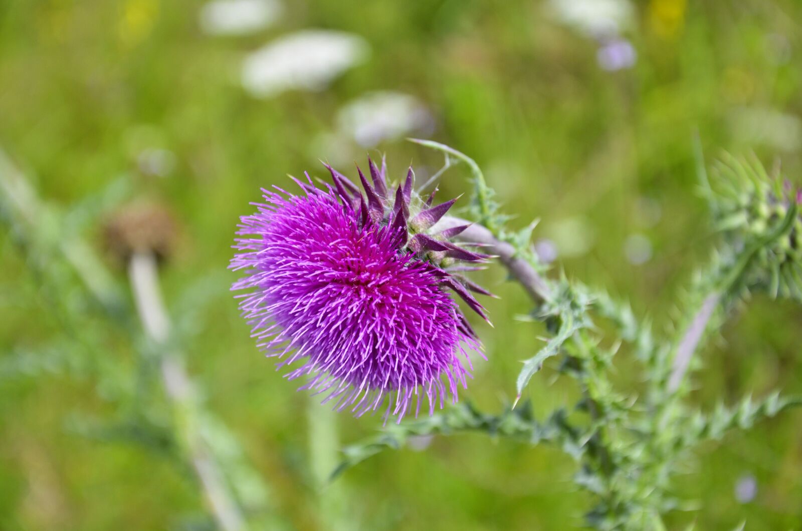Nikon D5100 sample photo. Milk thistle, silybum marianum photography