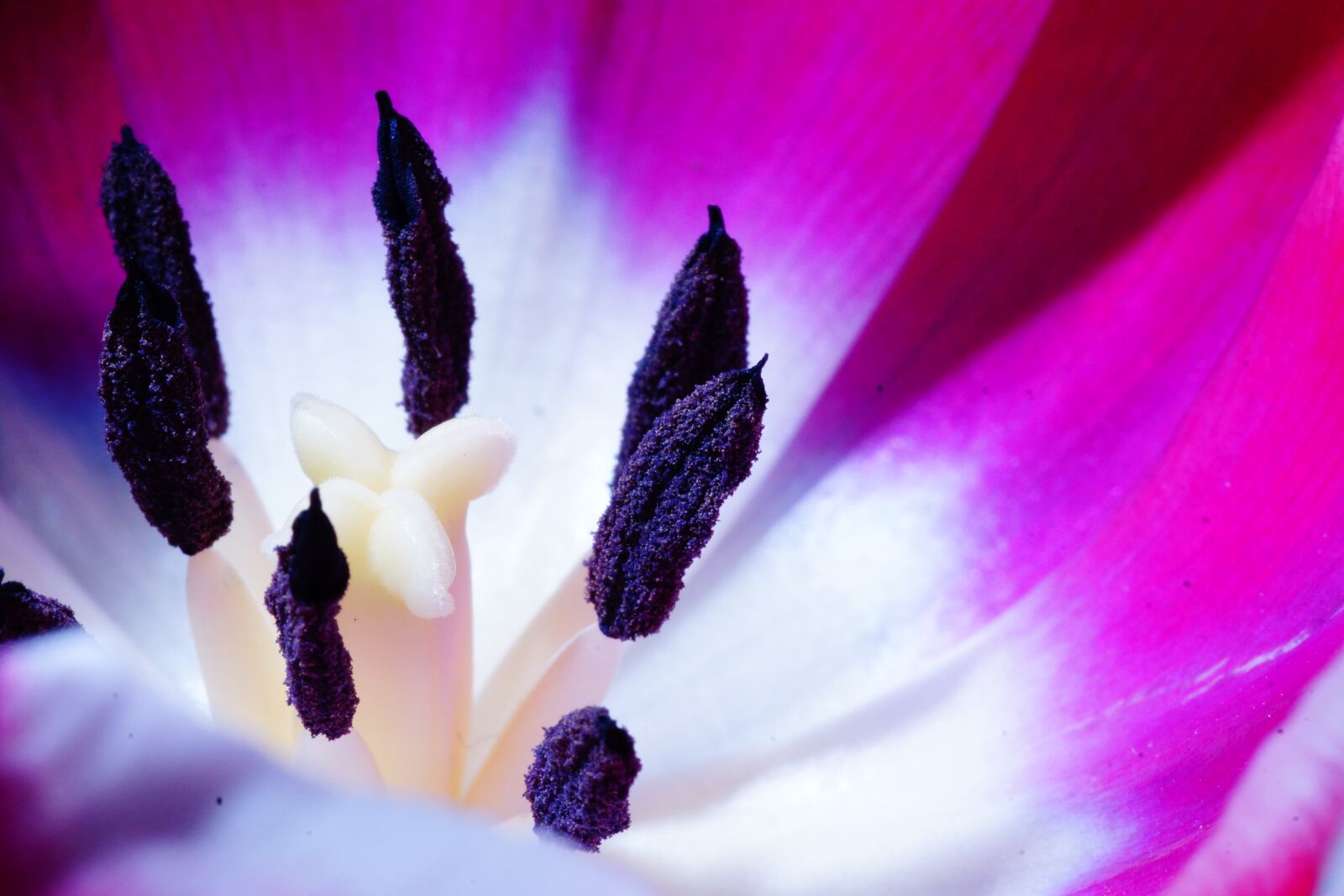 150mm F2.8 sample photo. Tulip, macro, blossom photography