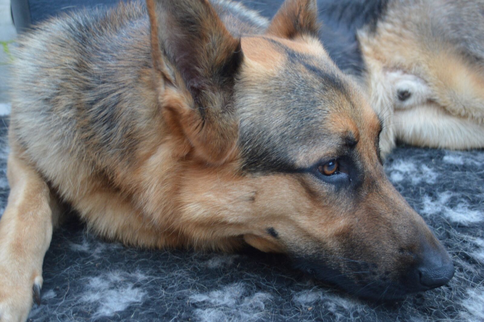 Nikon D3200 sample photo. Dog, shepherd, animal photography
