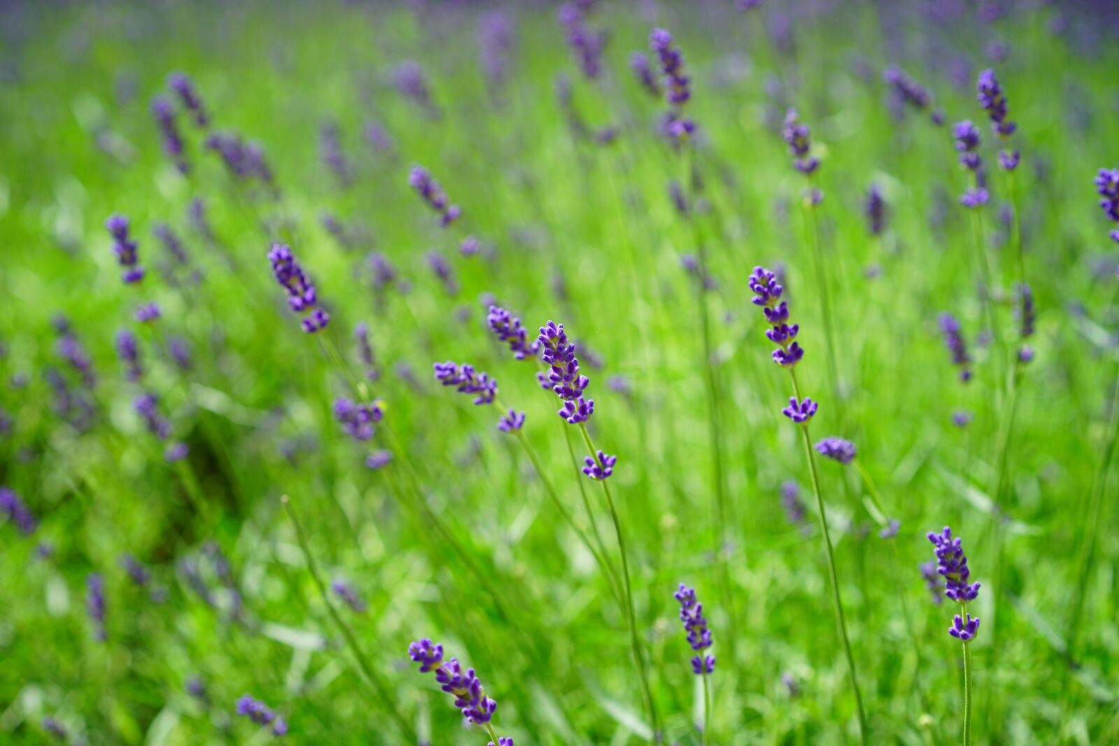 Sony a7 + Sony Sonnar T* FE 55mm F1.8 ZA sample photo. Lavender, lavender field, flowers photography