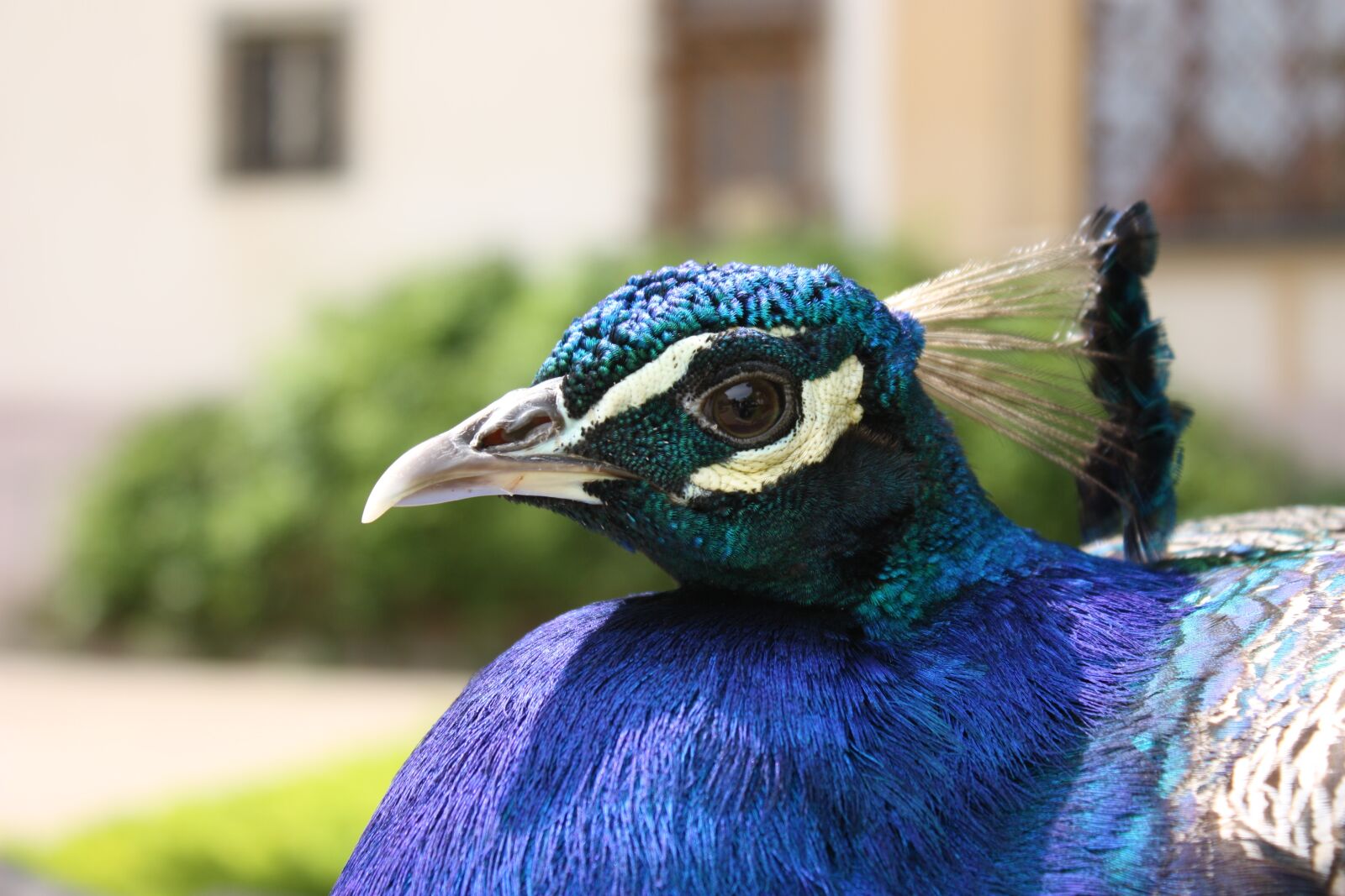 Canon EOS 450D (EOS Rebel XSi / EOS Kiss X2) sample photo. Peacock, plumage, blue photography