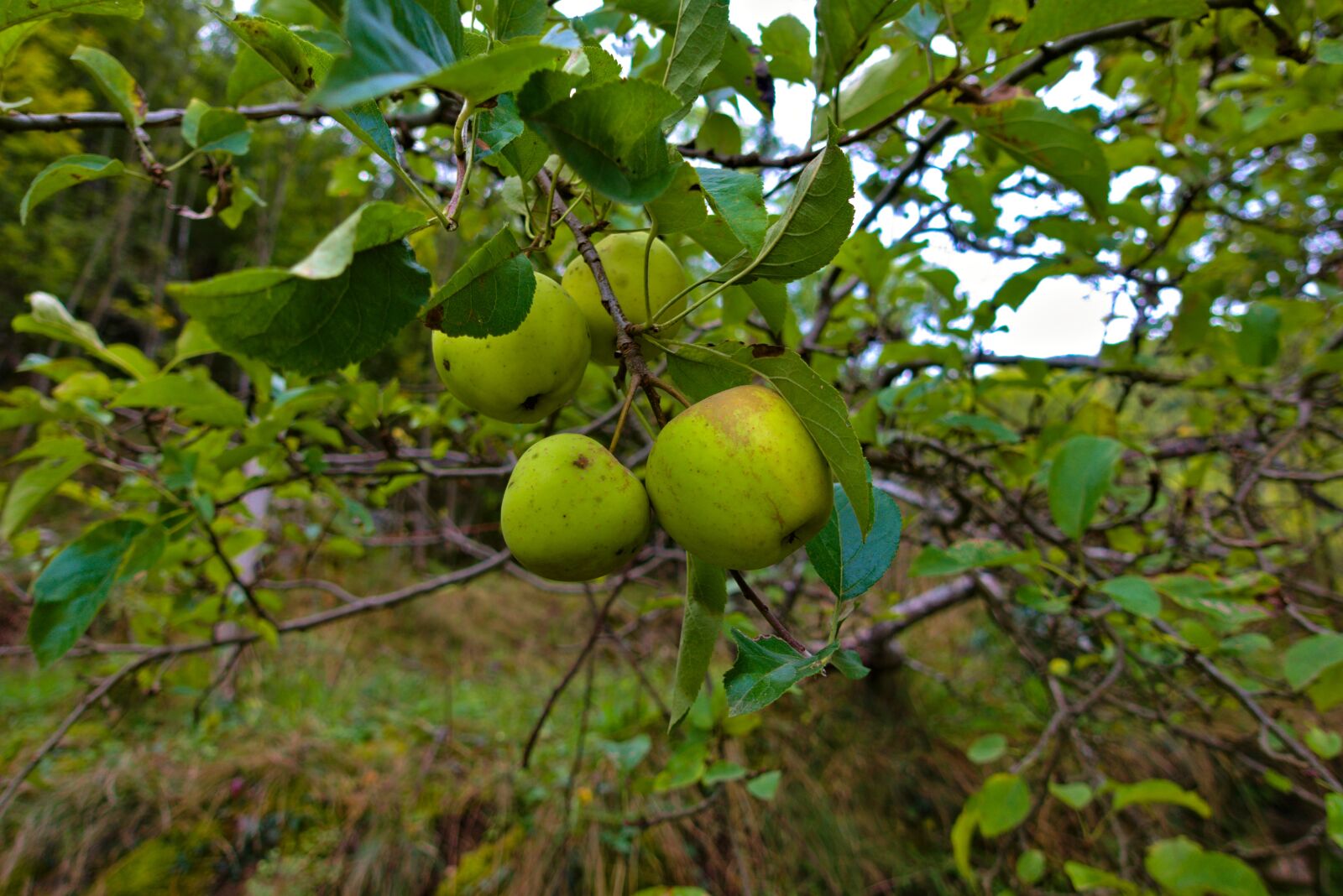 Sony DSC-RX100M5A sample photo. Apple, green, fruit photography