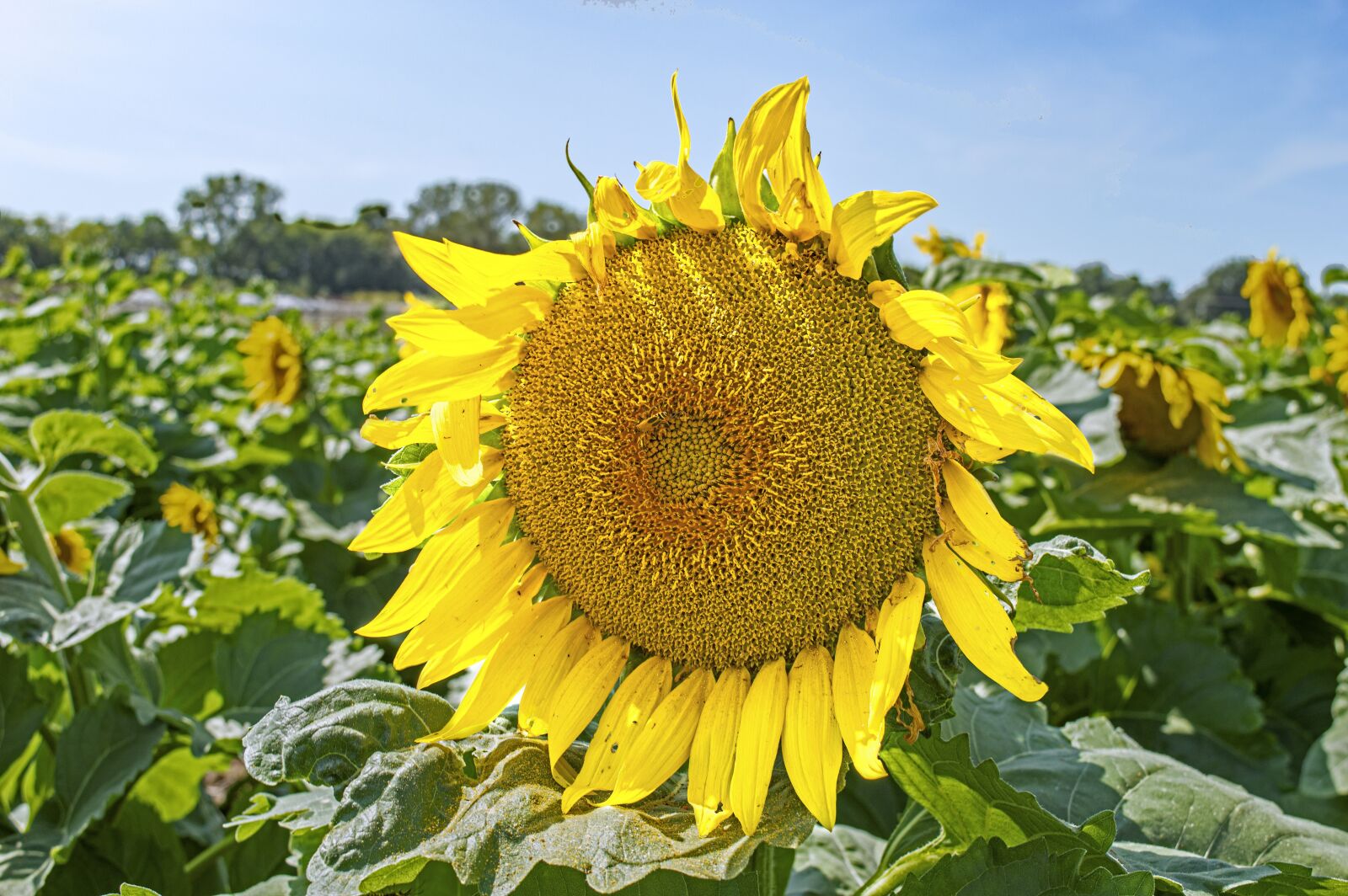 Nikon D3200 sample photo. Flower, sunflower, meadow photography