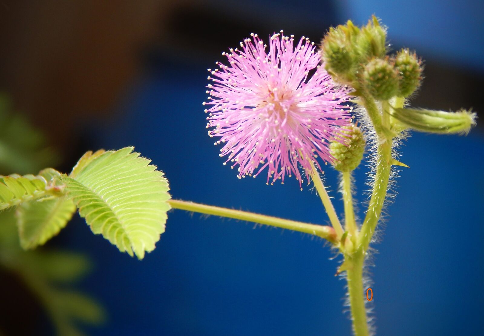 Nikon Coolpix L830 sample photo. Mimosa pudica, flowers, mimosa photography