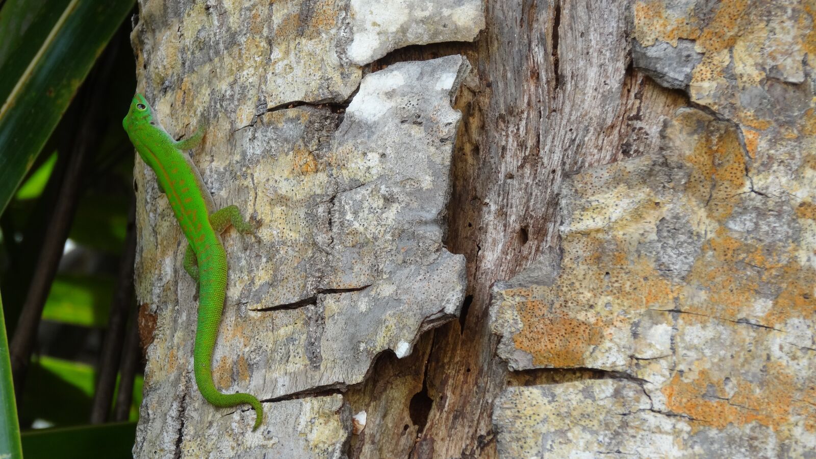 Sony Cyber-shot DSC-HX20V sample photo. Lizard, green, tree photography