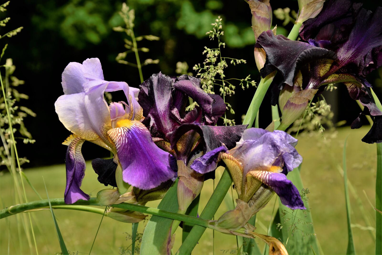 Nikon D7100 sample photo. Flowers, iris flowers, black photography