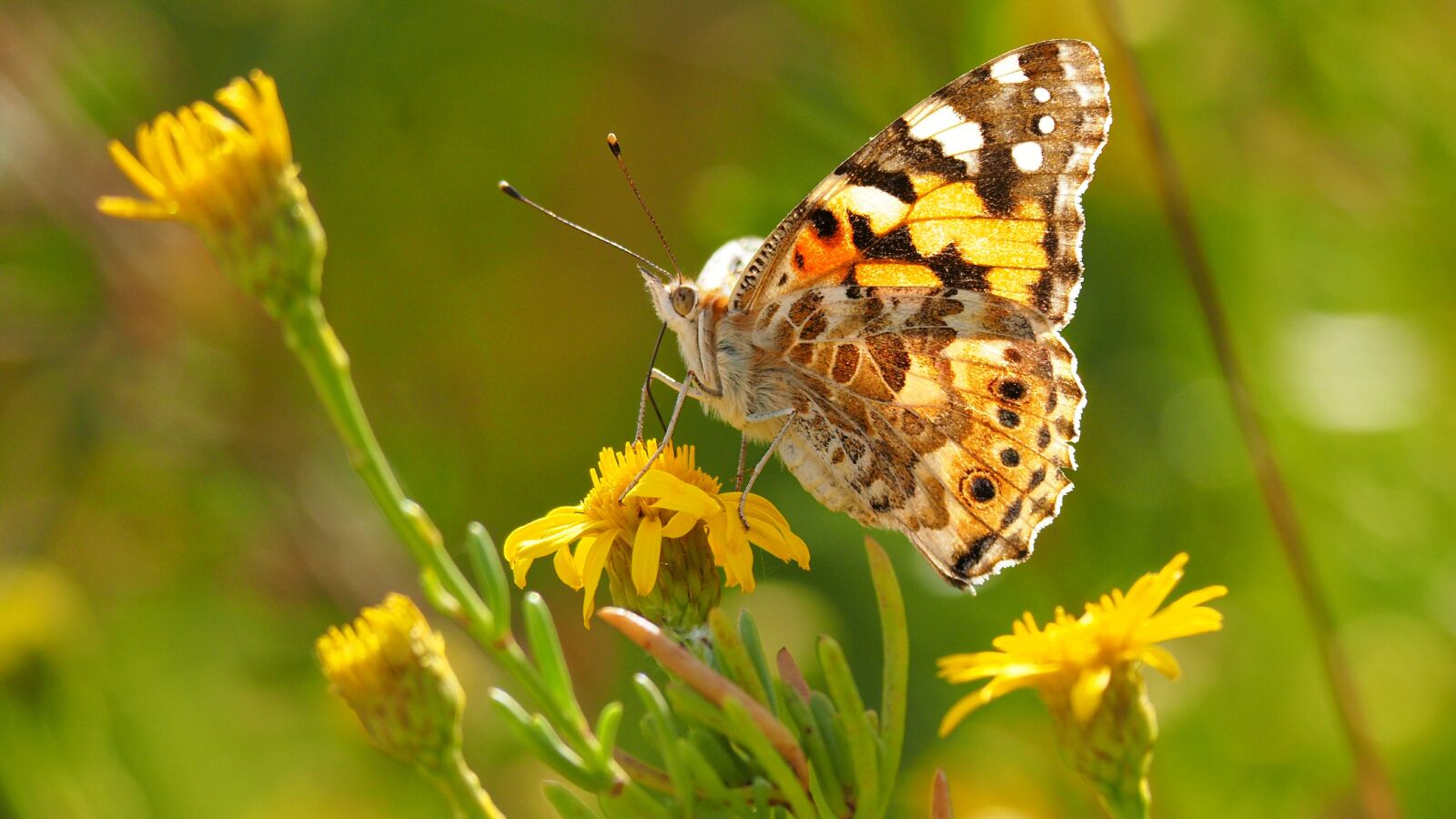 Olympus OM-D E-M10 II sample photo. Nature, insects butterfly, macro photography