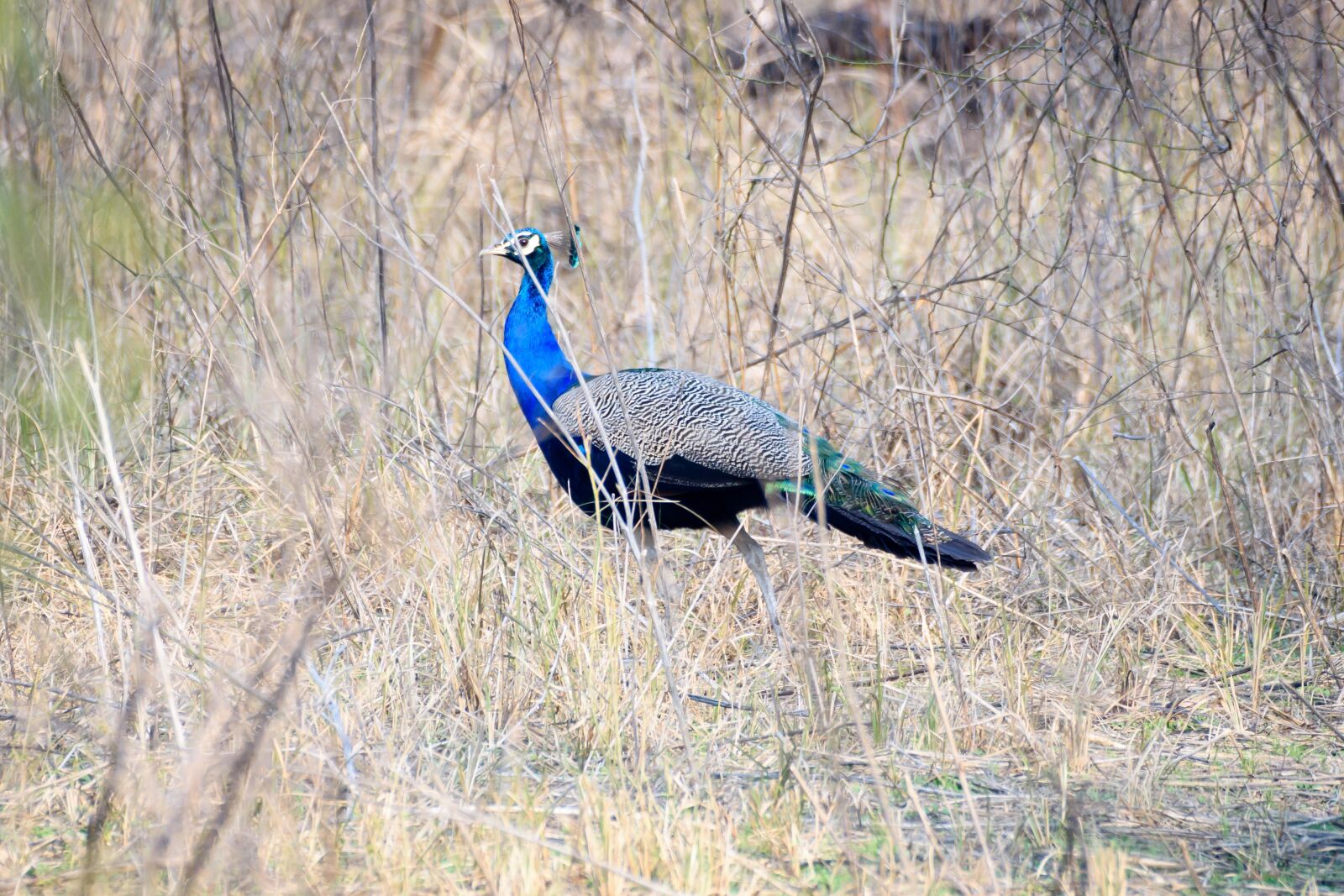 Nikon D7200 sample photo. Peacock, bird, feather photography
