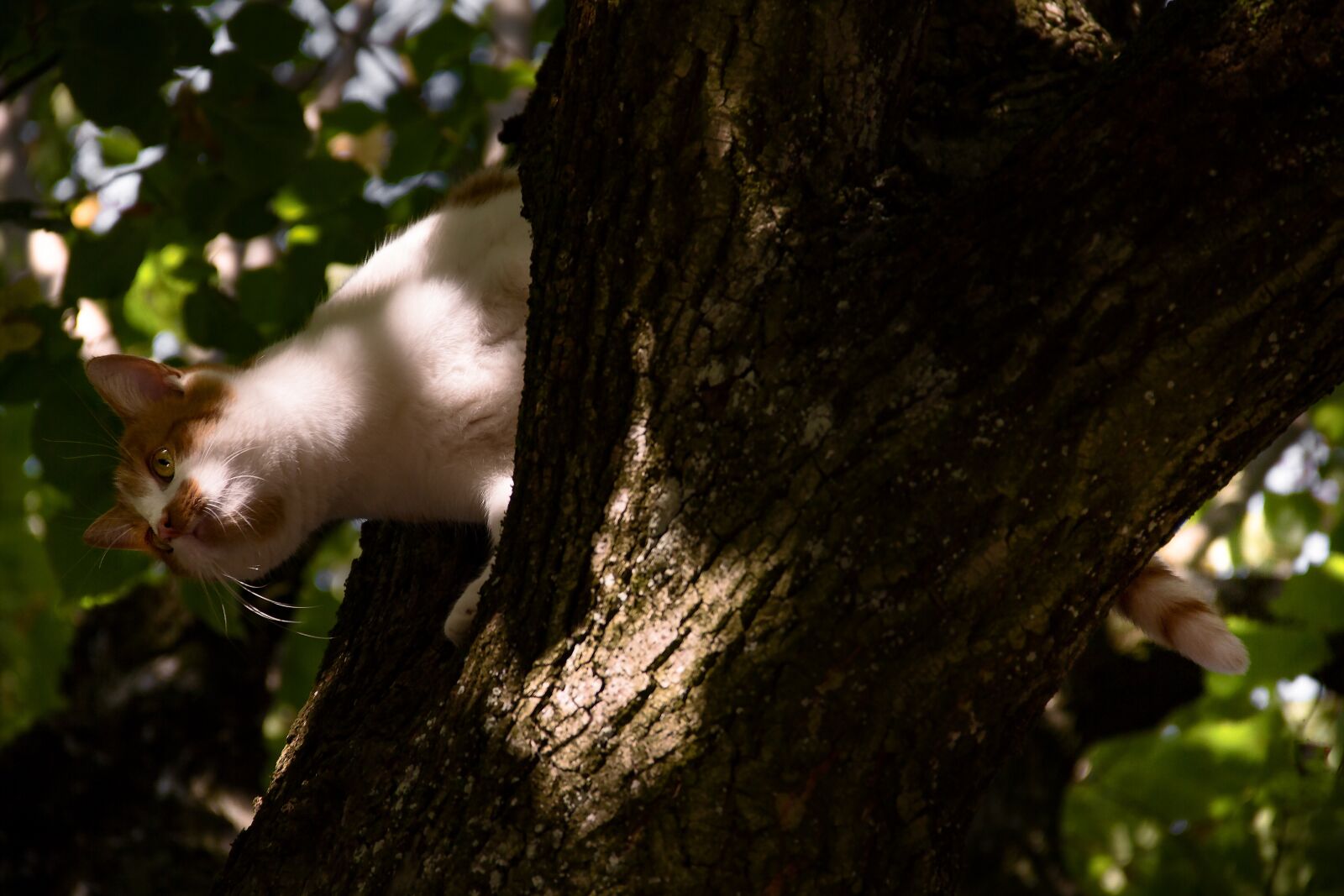 Canon EOS 7D sample photo. Cat on tree, young photography