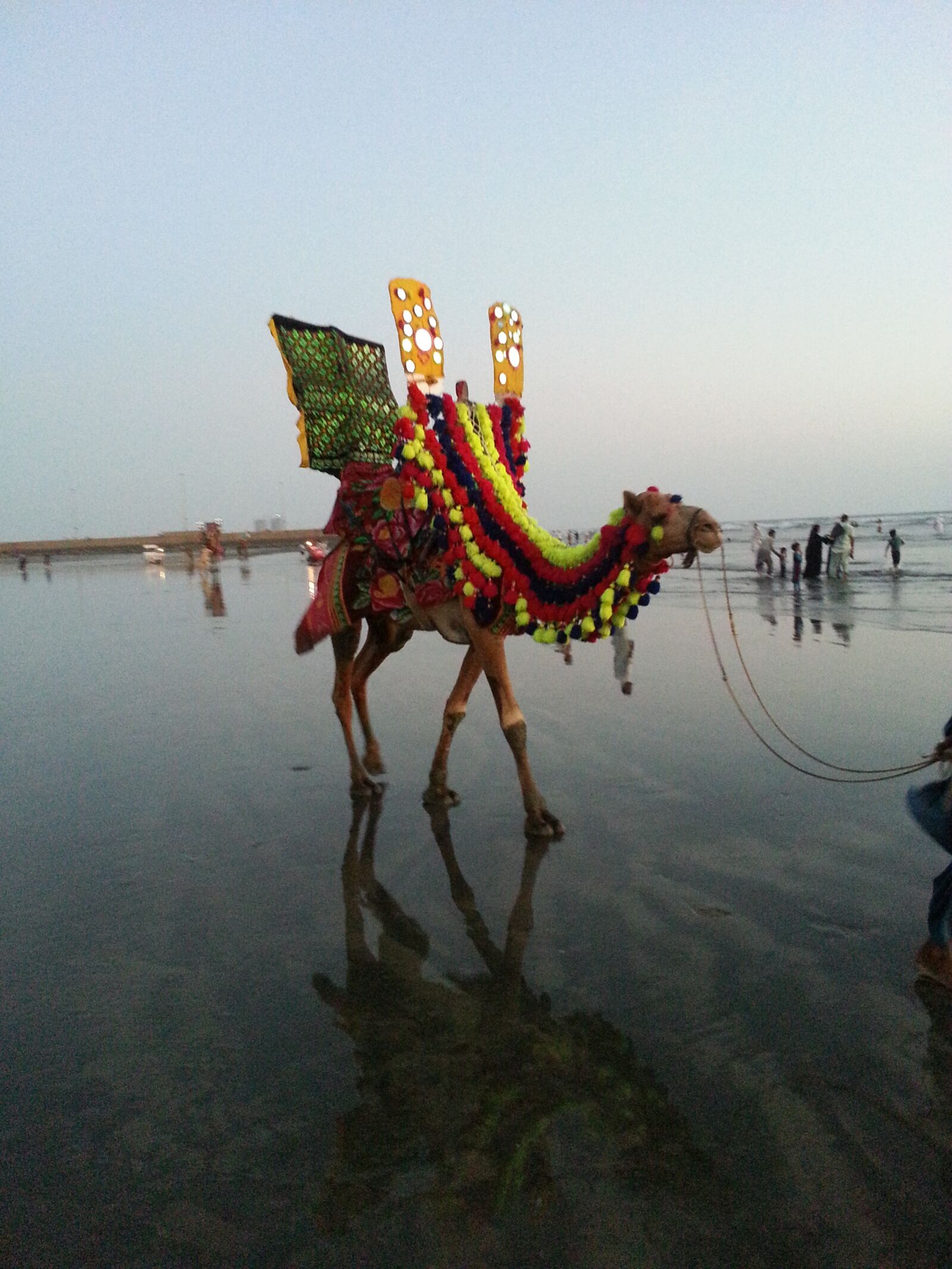 Samsung Galaxy Note2 sample photo. Camel, karachi beach, pakistan photography