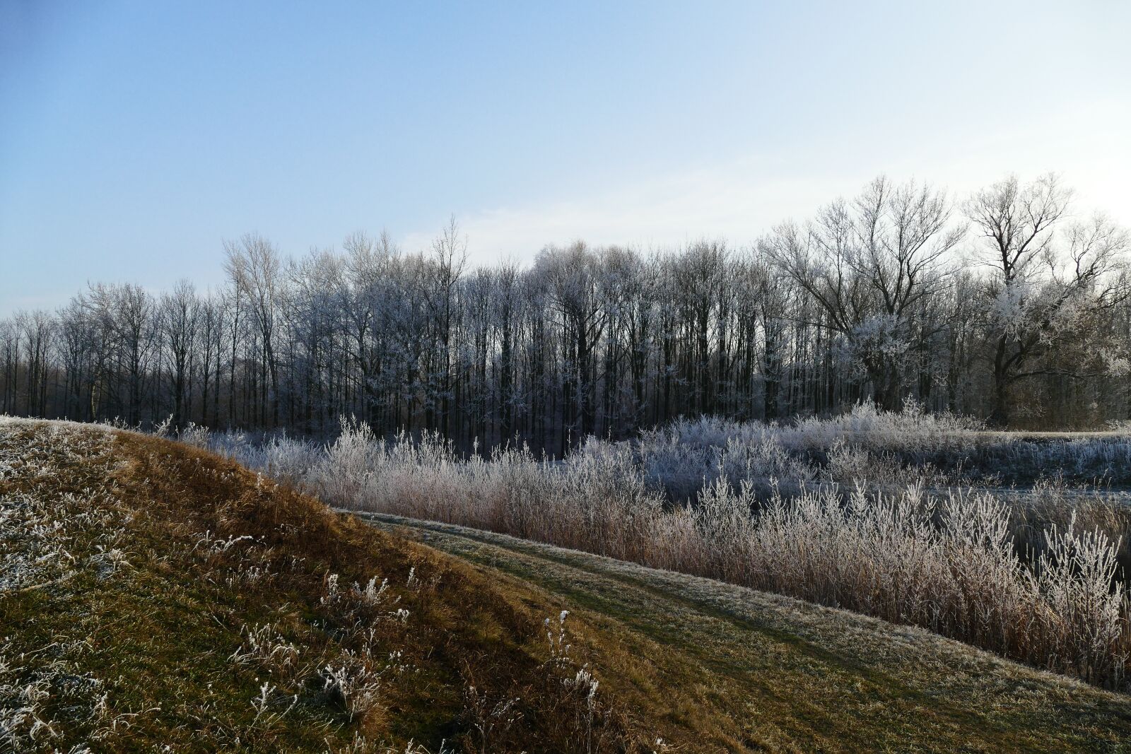 Panasonic Lumix DMC-FZ1000 sample photo. Nature, country, winter photography