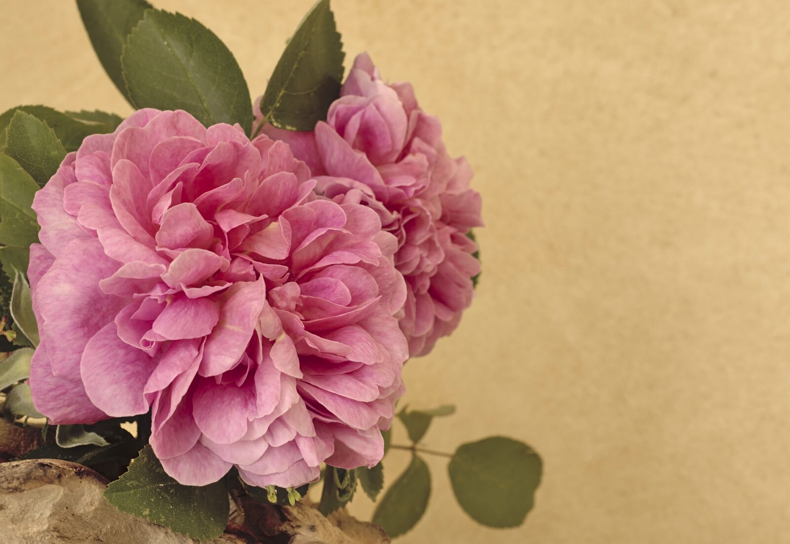 Nikon D5600 sample photo. Rose, blossom, bloom photography